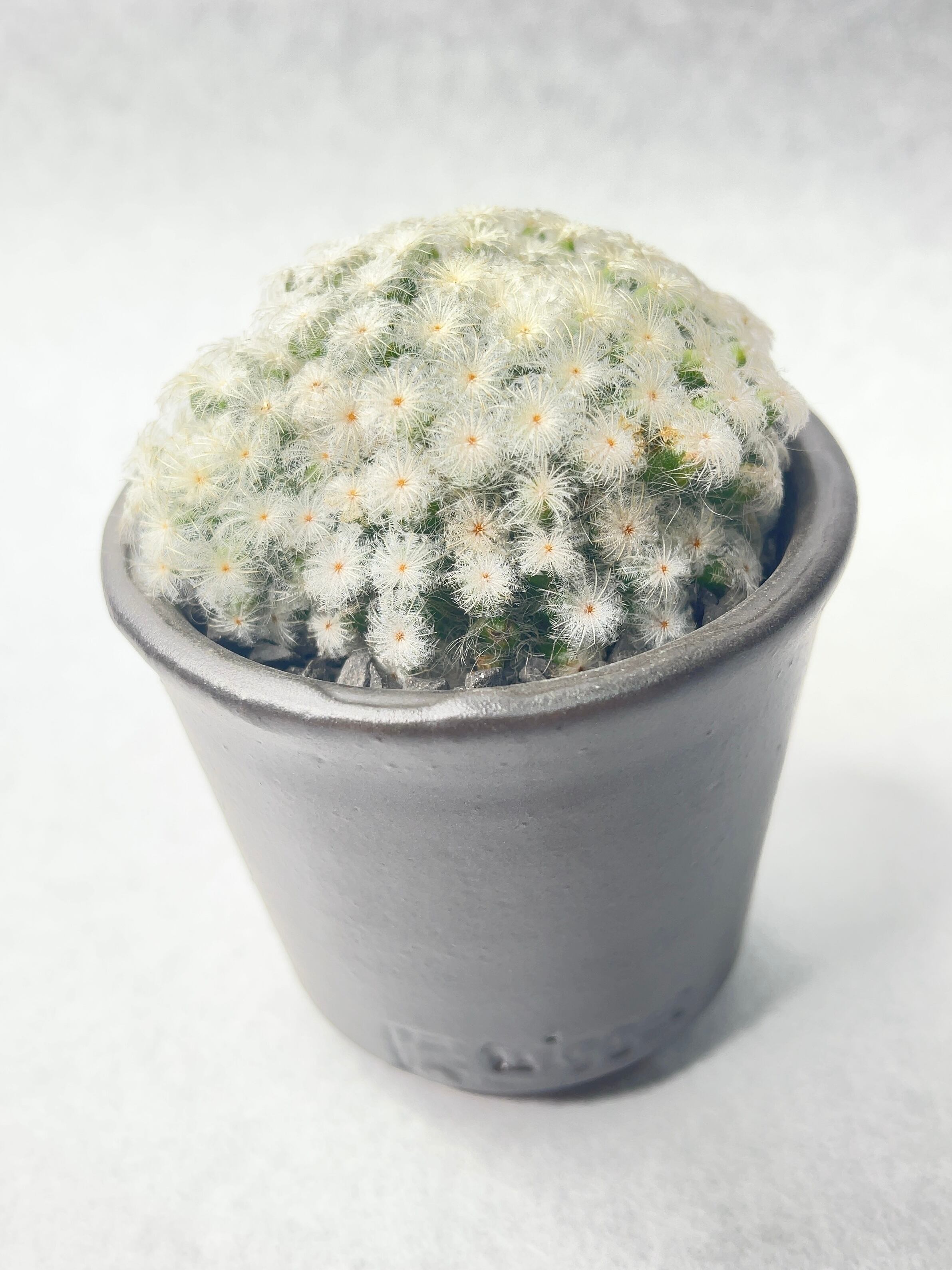 マミラリア・白星パンチパーマ | trigger