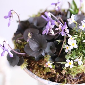 ヒナソウとムスカリ＆スミレのトールカップ　ピック付き　寄せ植え　届いてすぐ玄関に飾れる 　プレゼントにもオススメ　