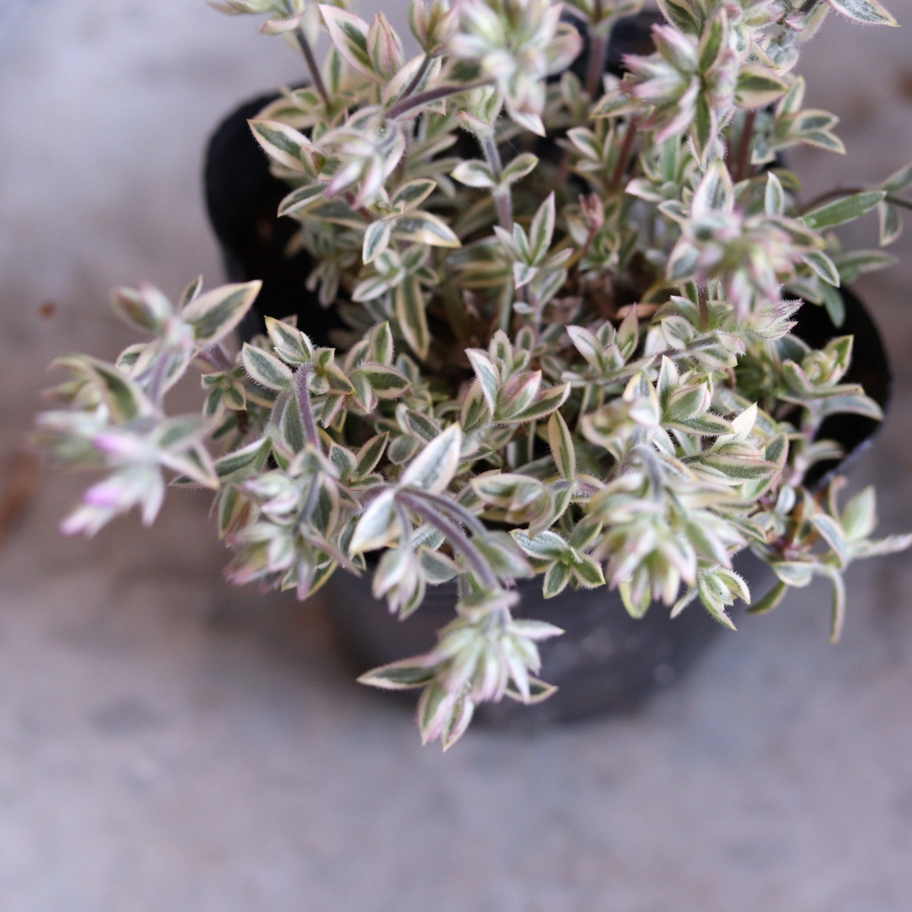 宿根フロックス プロクンベンス バリエガータ　寄せ植えにオススメ　ピンクのお花　庭、花壇にオススメ　丈夫　初心者にオススメ　