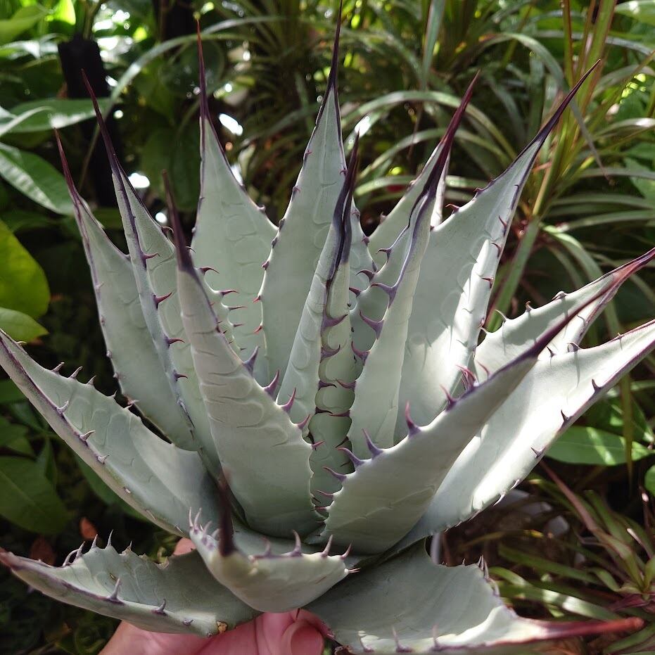 アガベ パリー ネオメキシカーナ agave prryi ssp.neomexicana 1