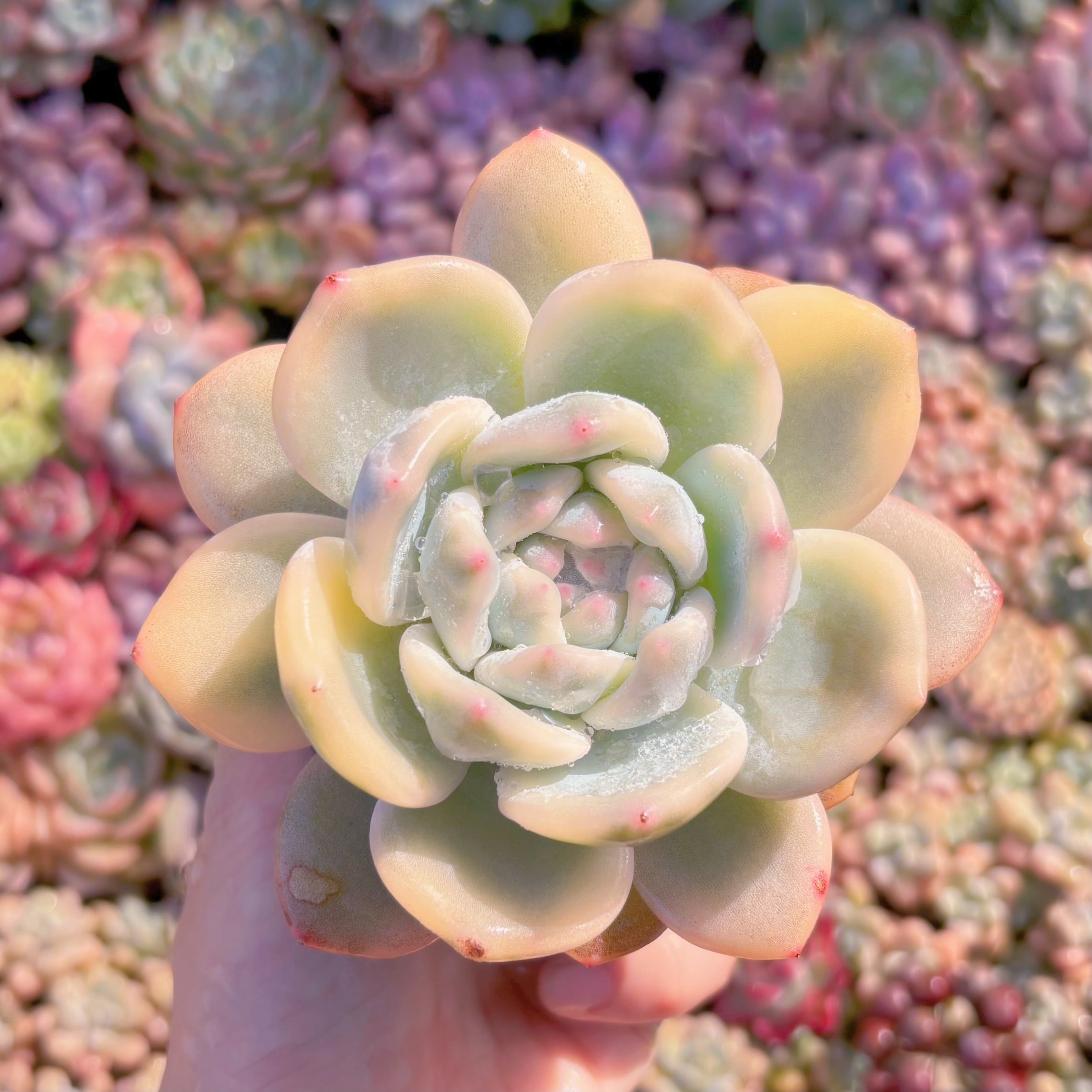 現品　星雪錦#K554　希少　るる農園