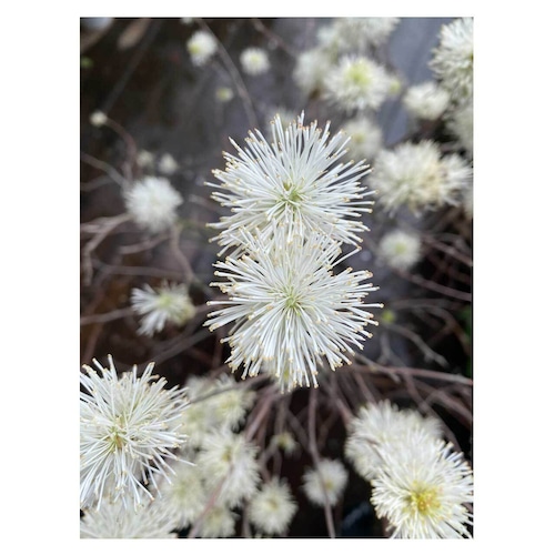 Fothergilla gardenii 'Blue Mist'