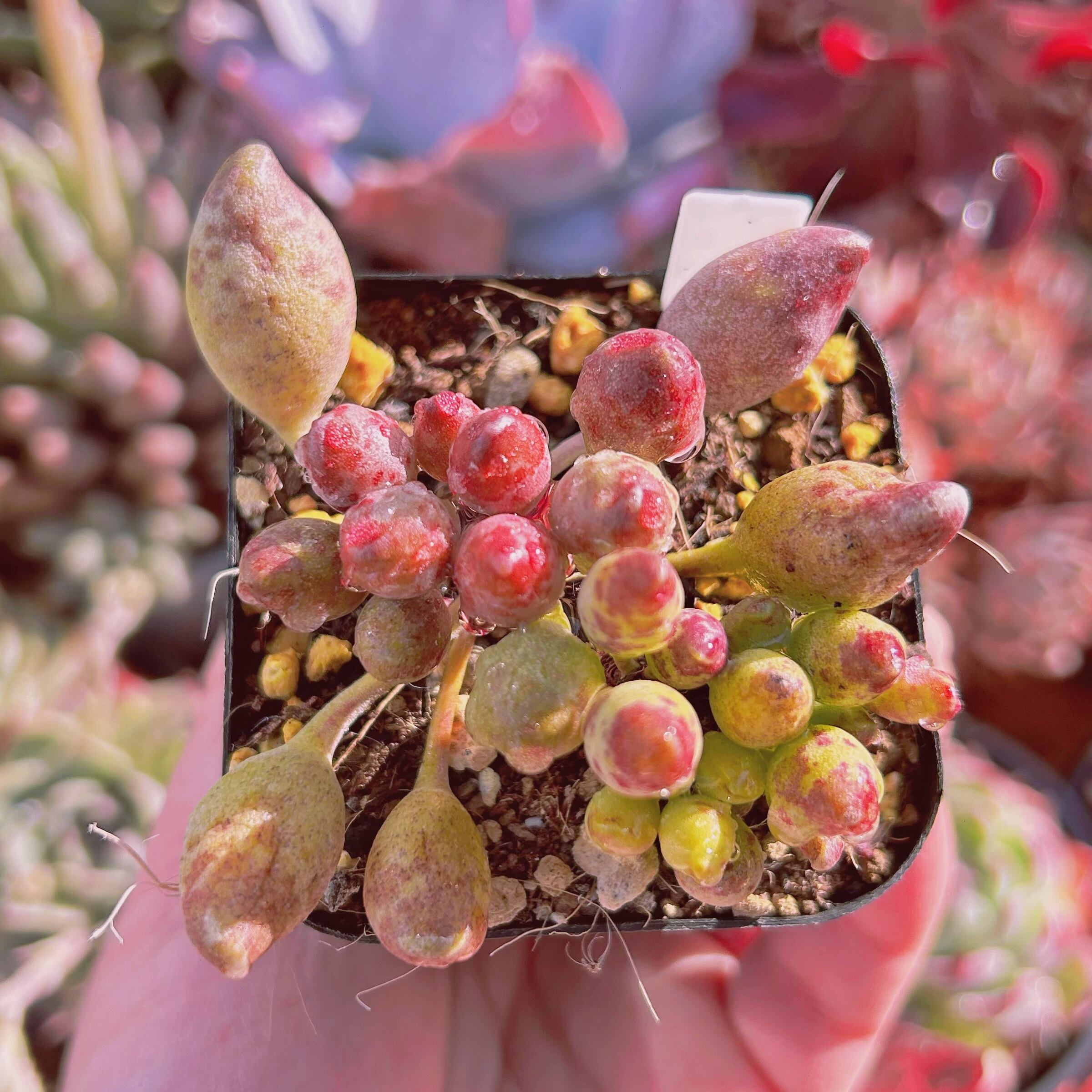 #545現物　多肉植物　インディアンクラブ　抜き苗