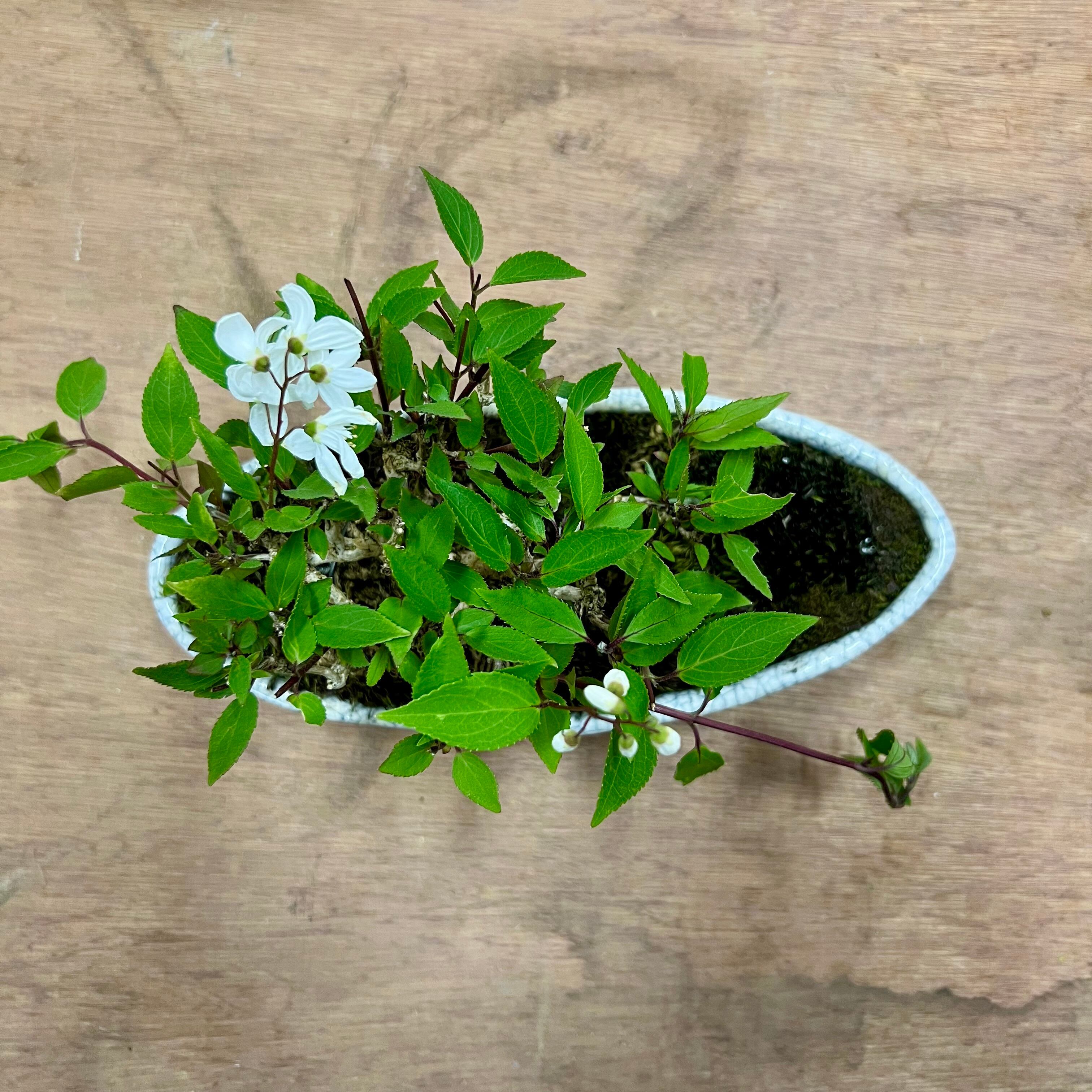 ウツギ盆栽｜可憐な花を楽しむ一点物（鉢は文山）｜高さ約17cm