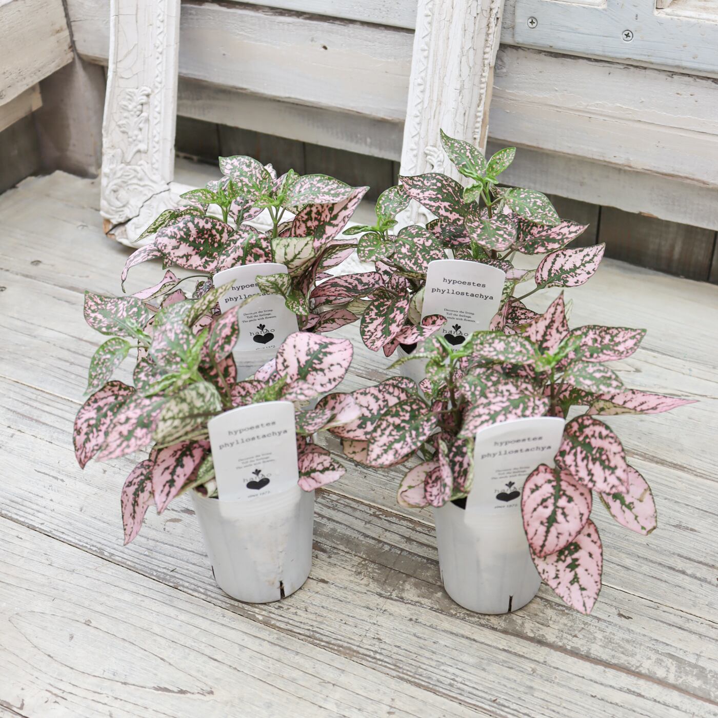 ヒポエステス ピンクポルカドット 苗 ｜カラーリーフ・観葉植物・寄せ