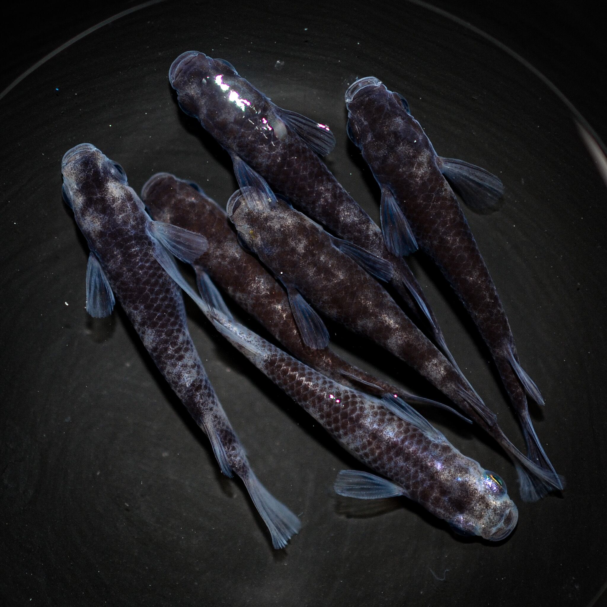 伊香保フィッシュファームBASEショップ