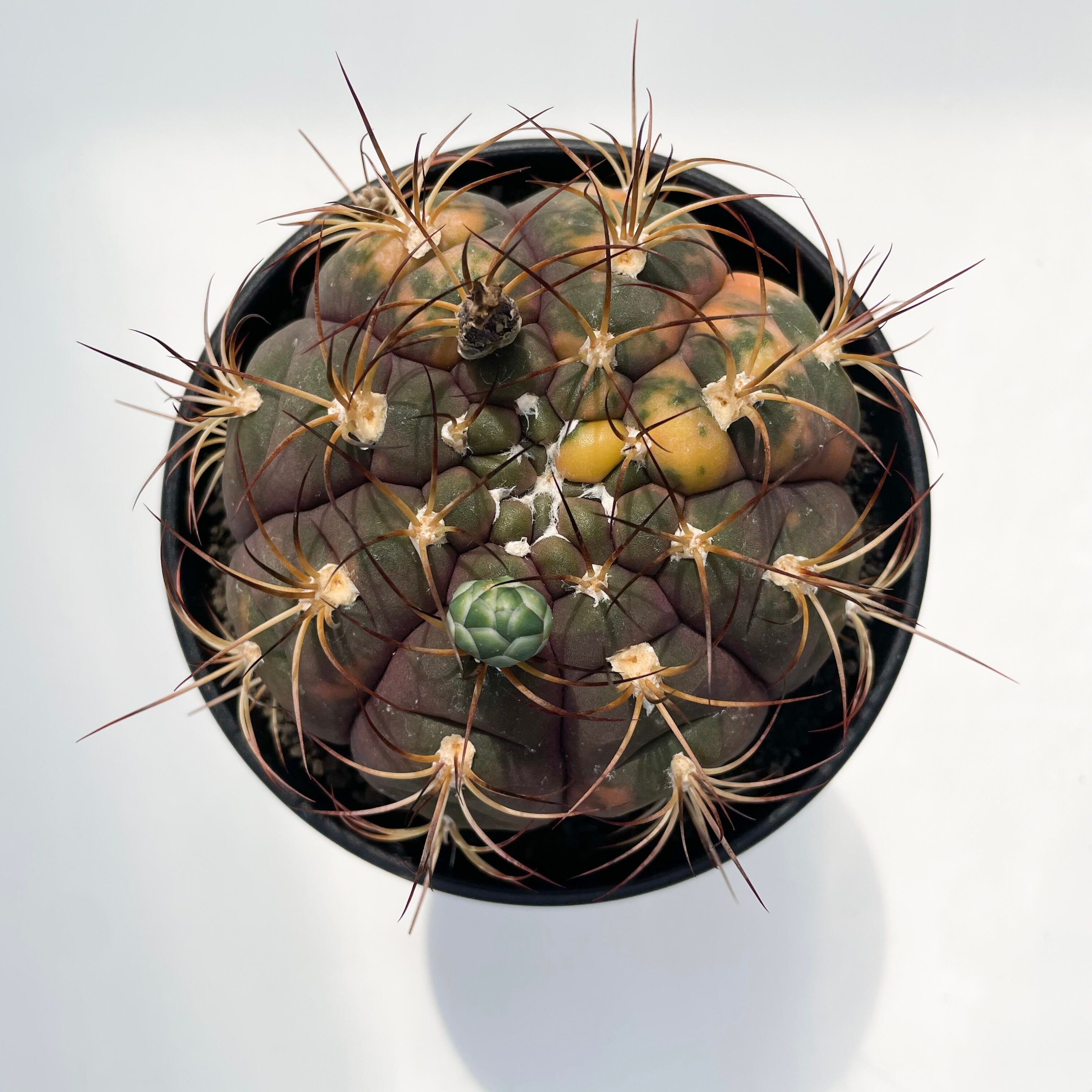 Gymnocalycium pflanzii v. albipulpa【ギムノカリキウム・尾形丸錦