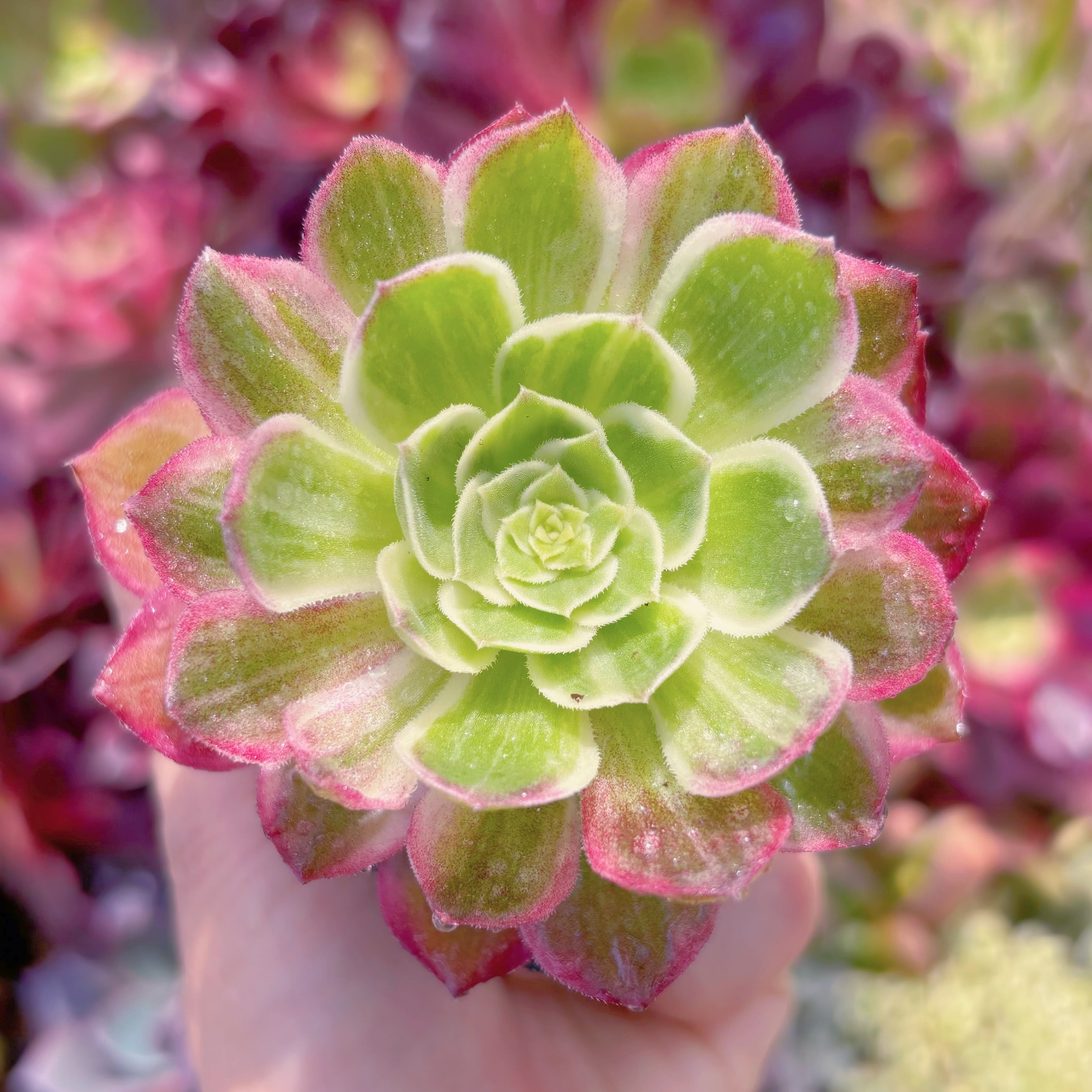 現物　水墨画#722　るる農園