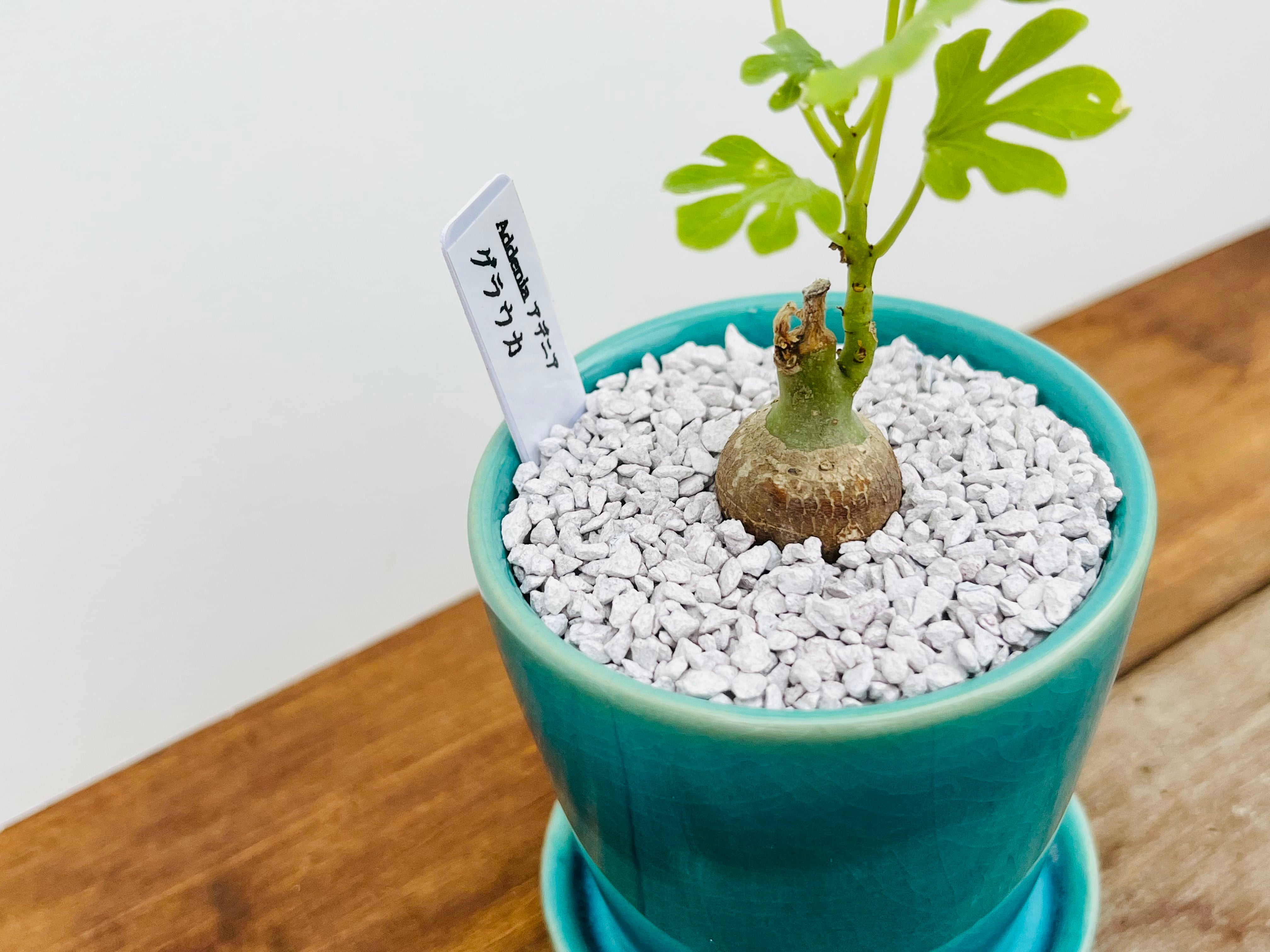 観葉植物 アデニアグラウカ 3.5寸 7cm 美大株 癒し系ぽっこり胴体株