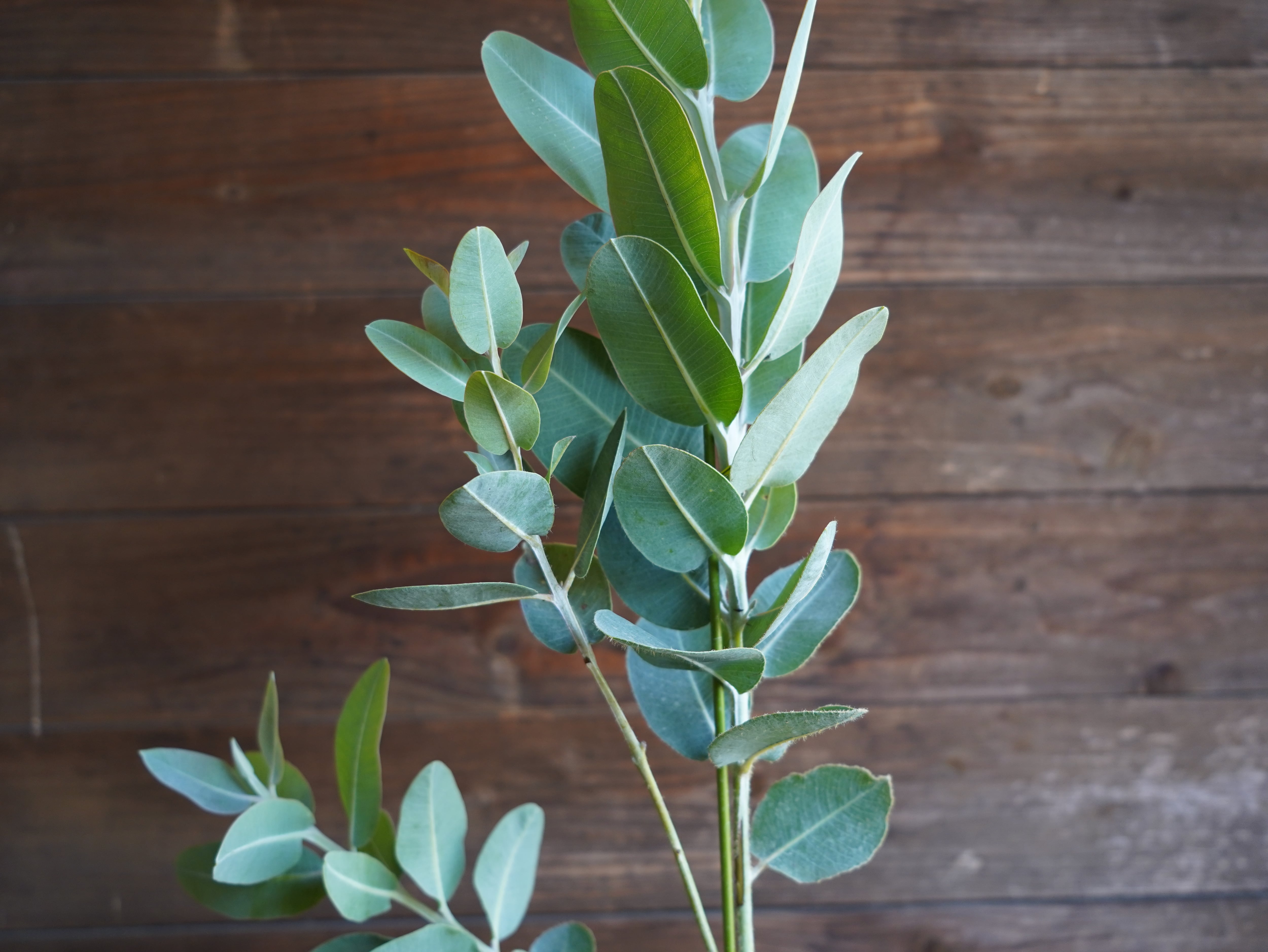 【現物】ユーカリ ”プレウロカルパ” B