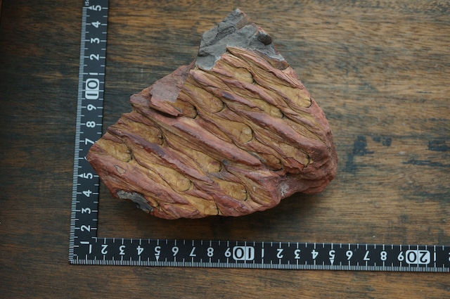 ポーランド産鱗木(ヒカゲノカズラ類)化石 Lepidodendron sp. 2439