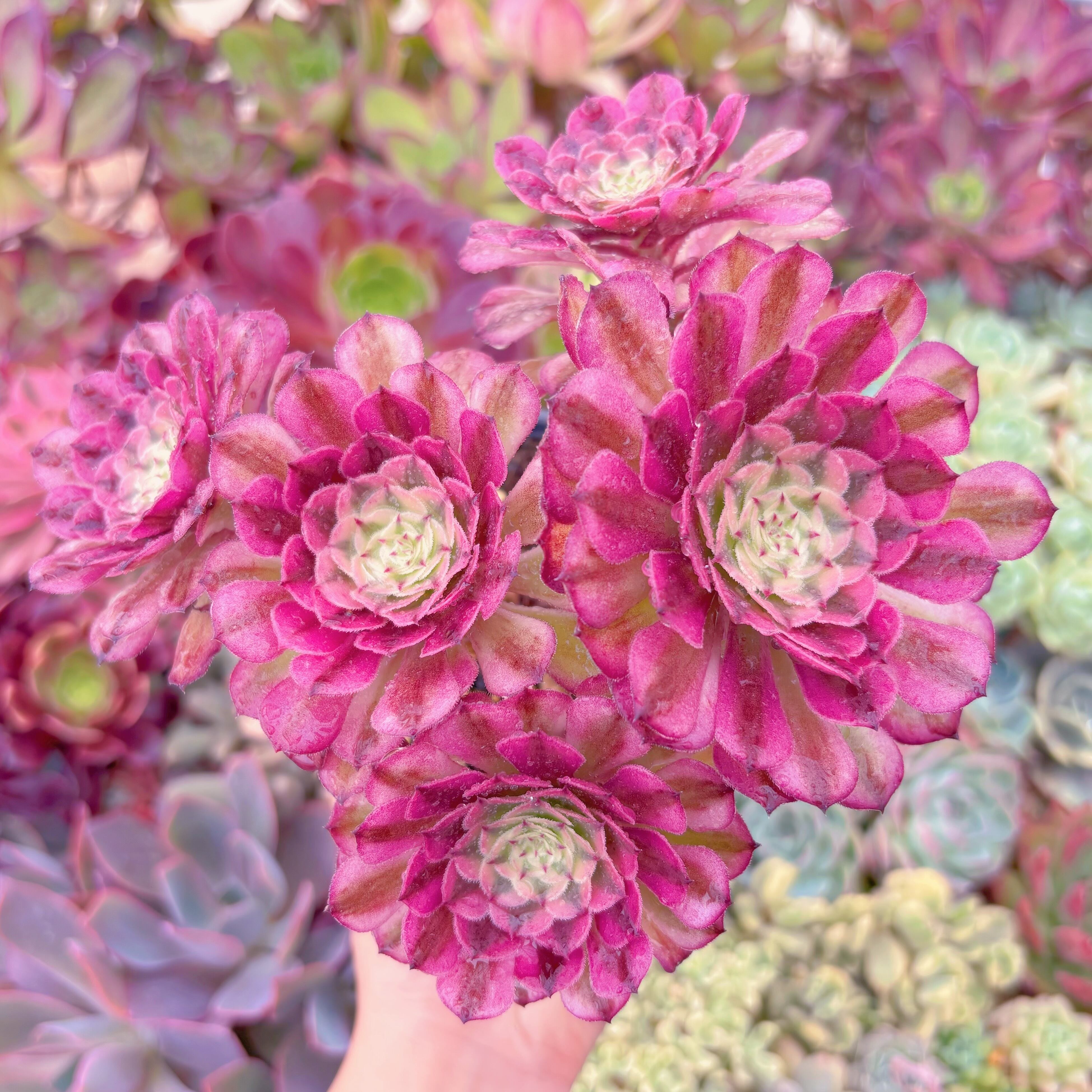 現品　ブラックチェリー#621　群生　るる農園