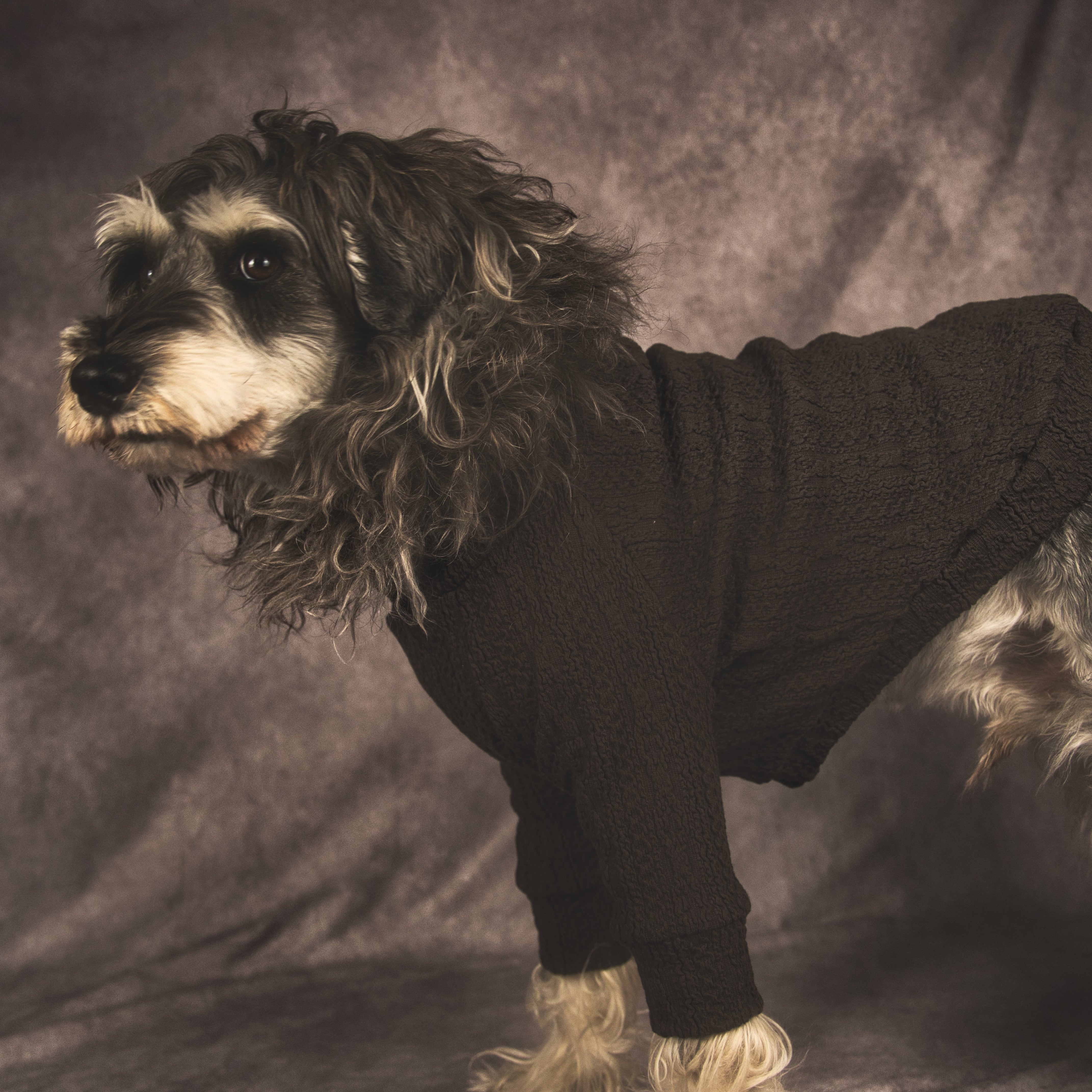 単色 | THE DOG WEAR