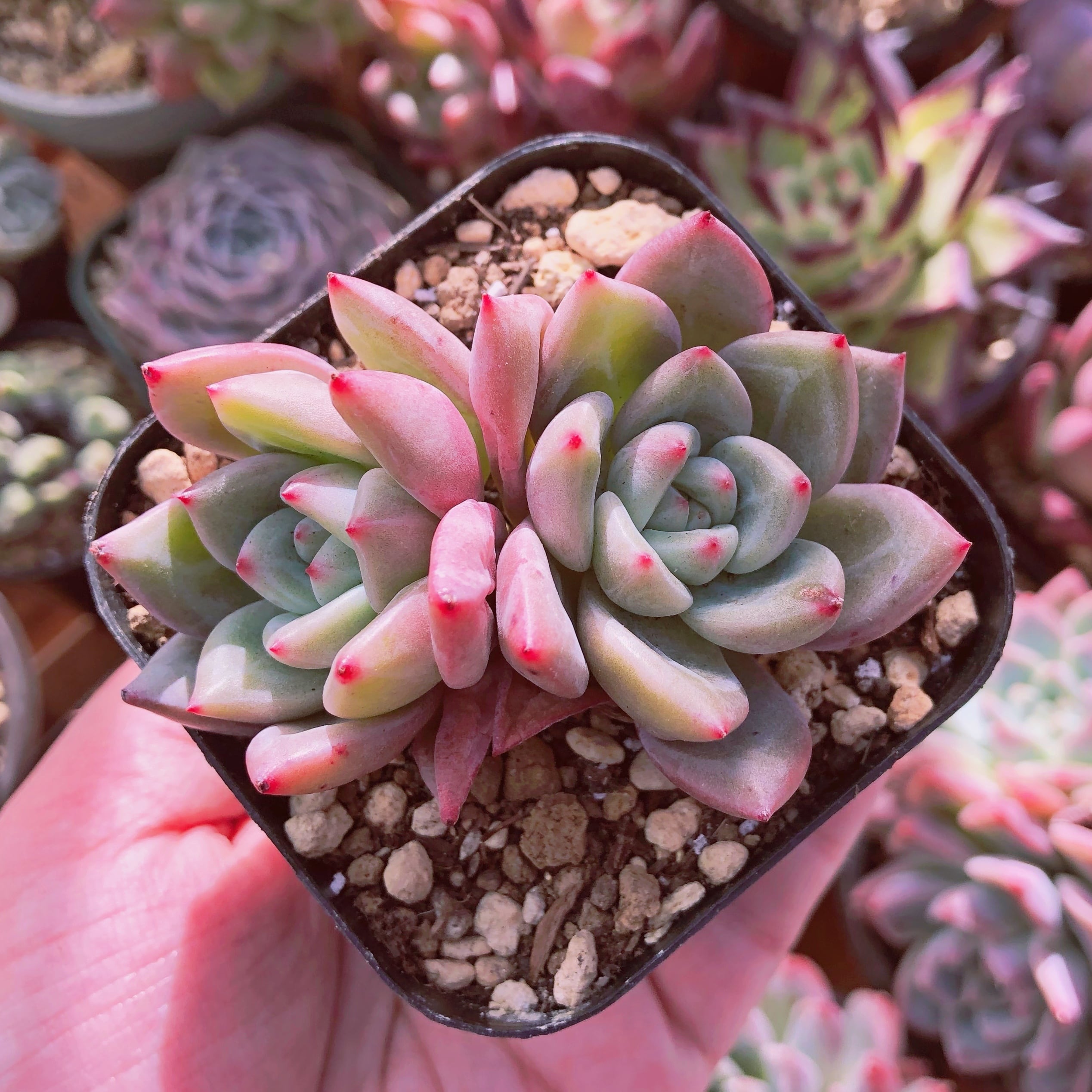 多肉植物　パープルシャンペーン　2頭群生