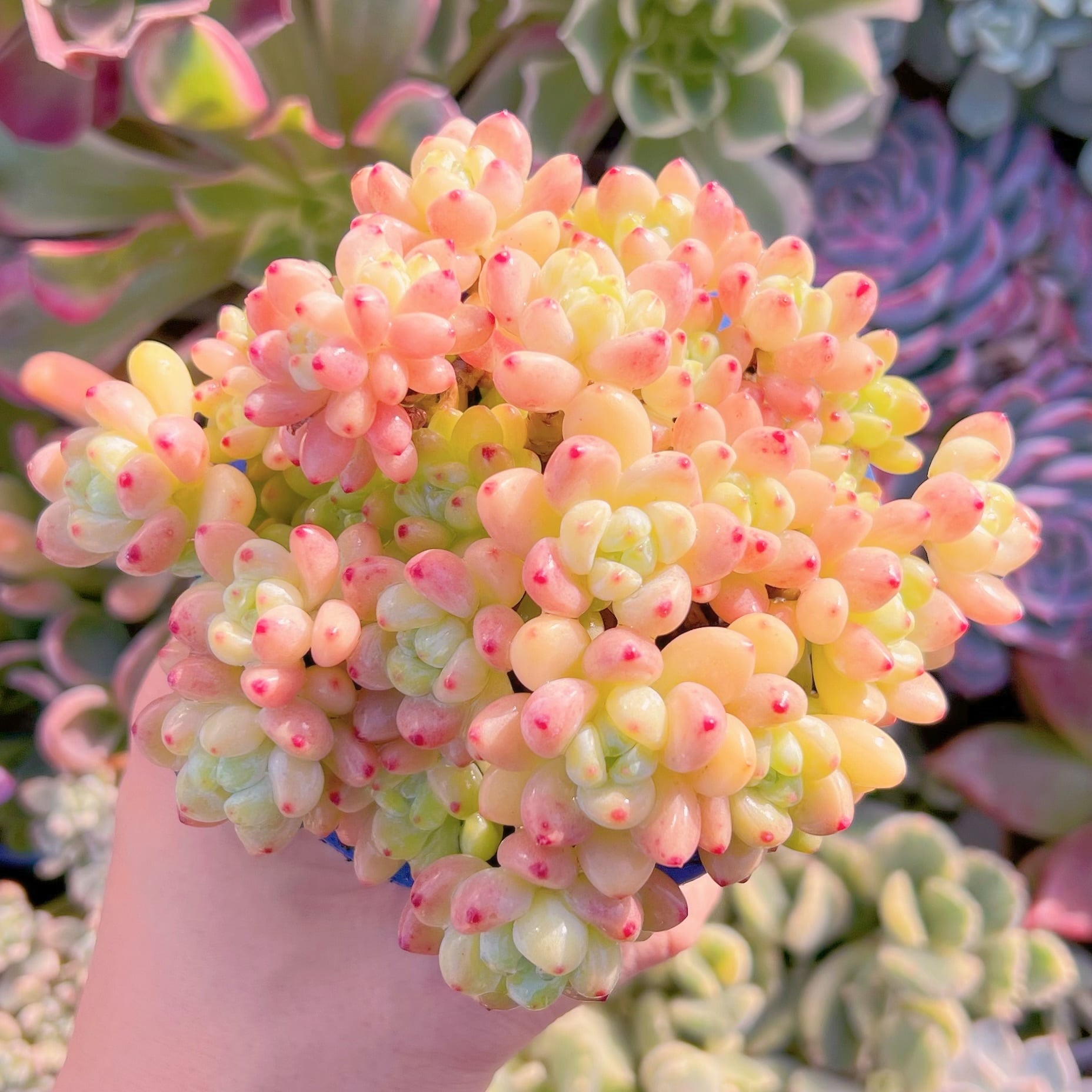 多肉植物　ピンクラウル　大群生　新入荷　るる農園