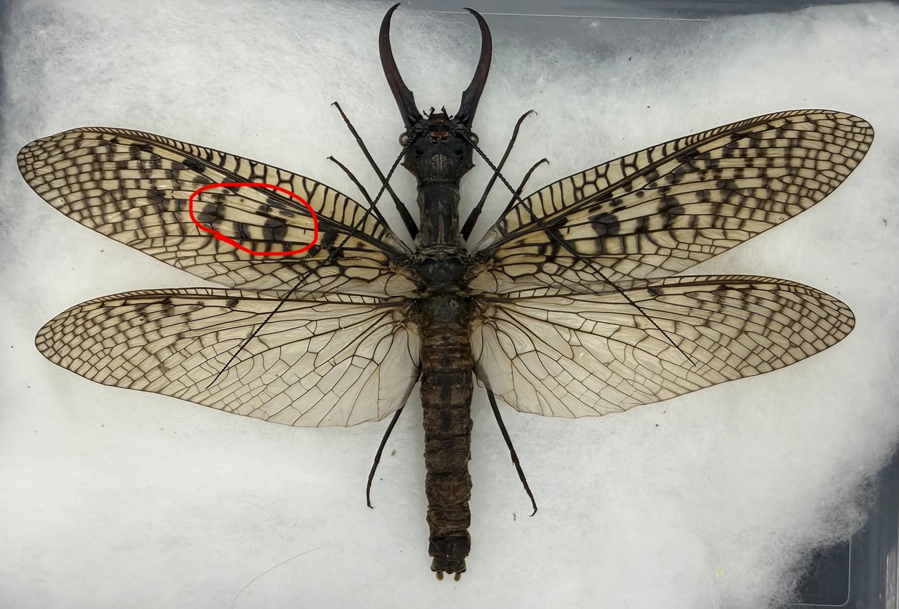 【標本】天翅済み《オオキバヘビトンボ 中国産 開翅15cm前後》②