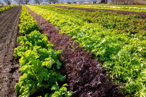 【リニューアル!】野菜計画の"濃い味"野菜箱大盛り（＊隔週配送）