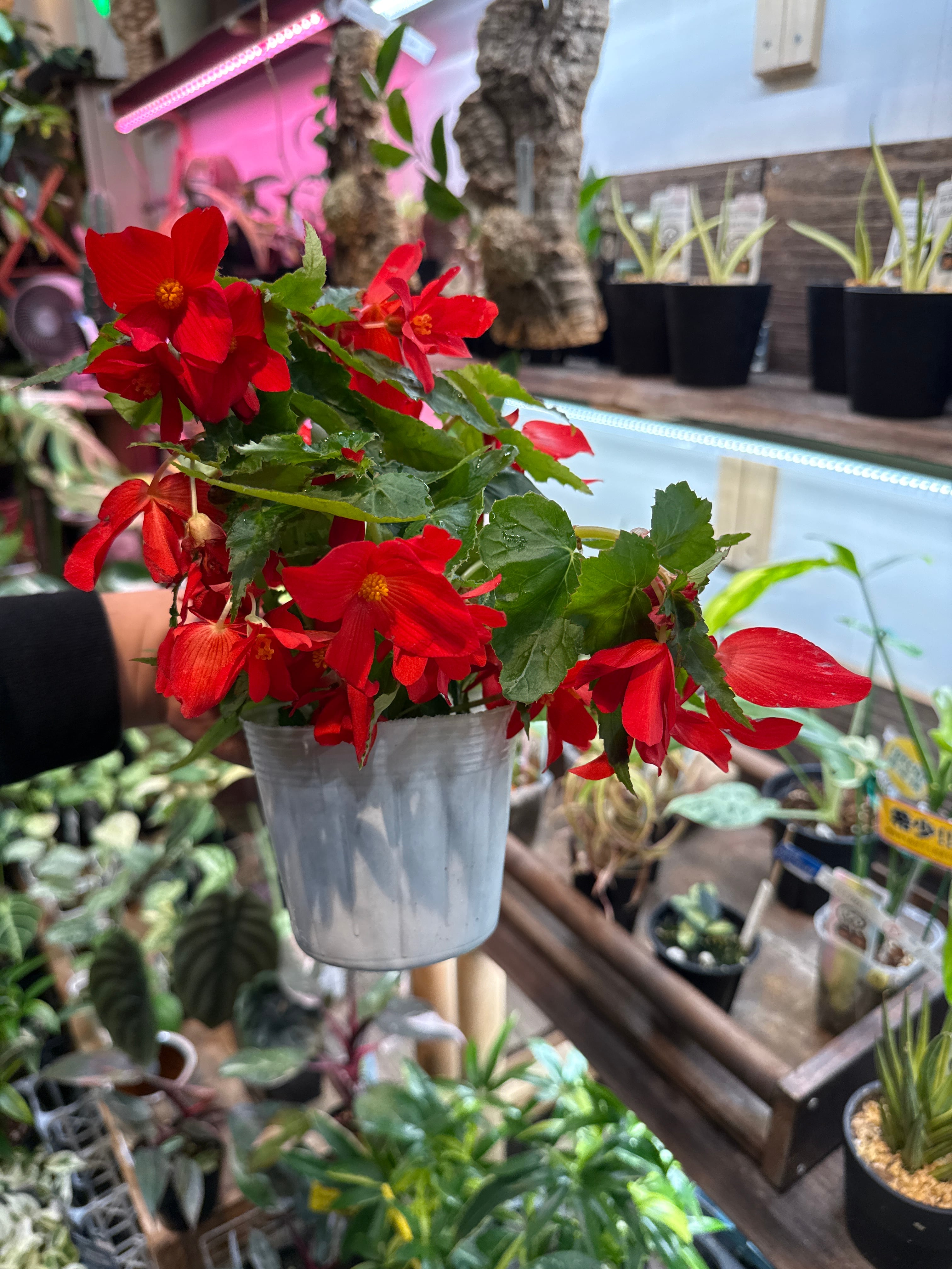Begonia cucullata pink variegated / ククラータピンク斑入り