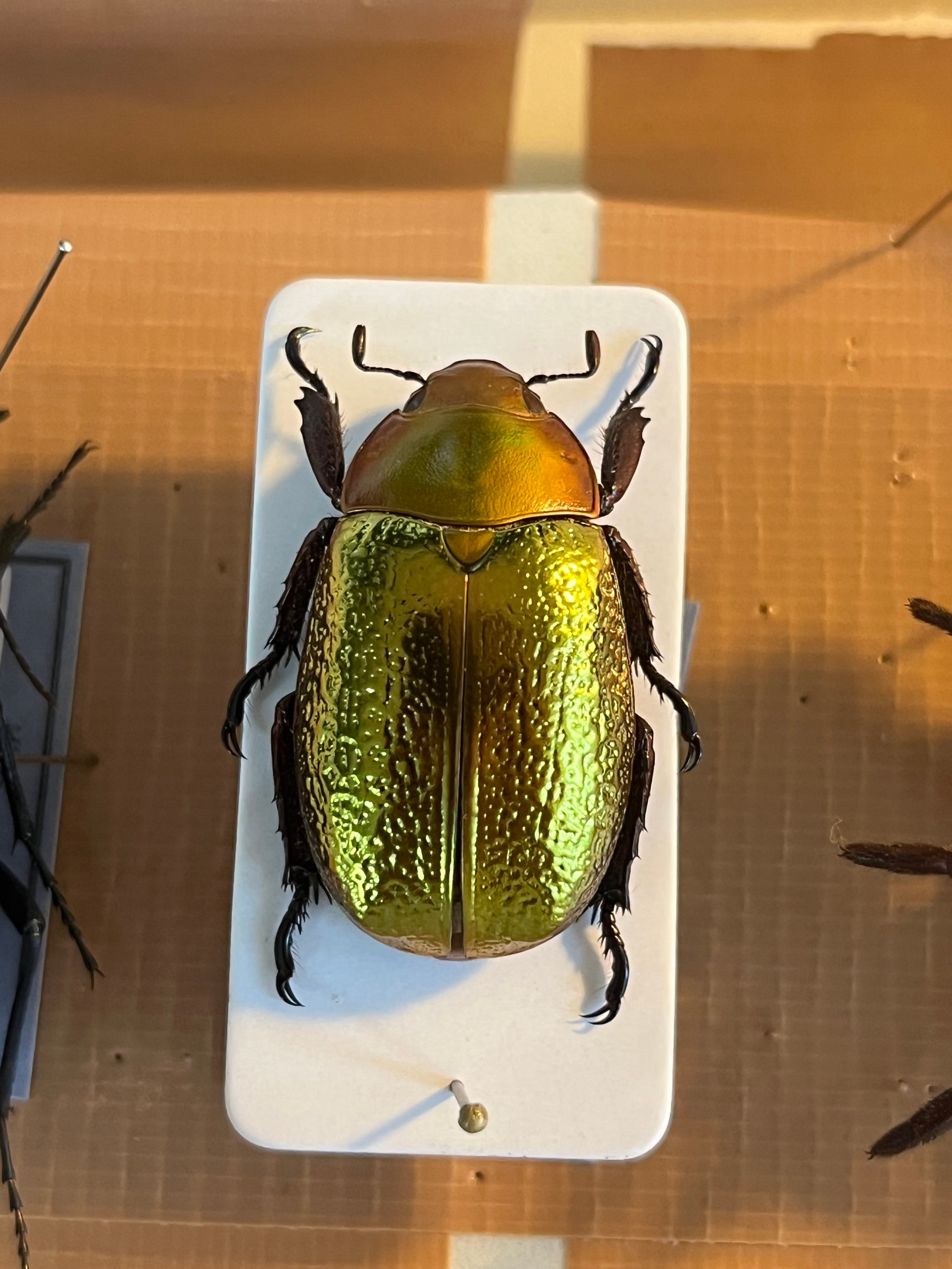 最新作】ボウカルディプラチナコガネ Chrysina boucardi GOLDform 頭が