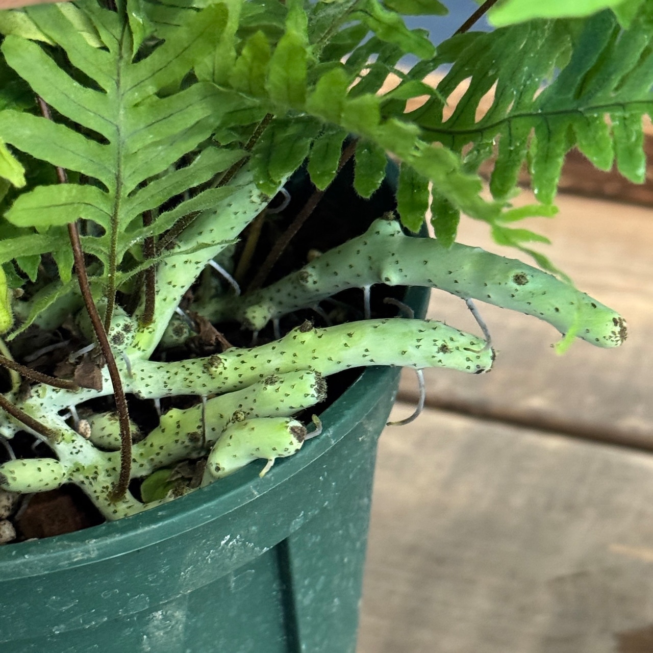 石化台湾アオネカズラ【199】