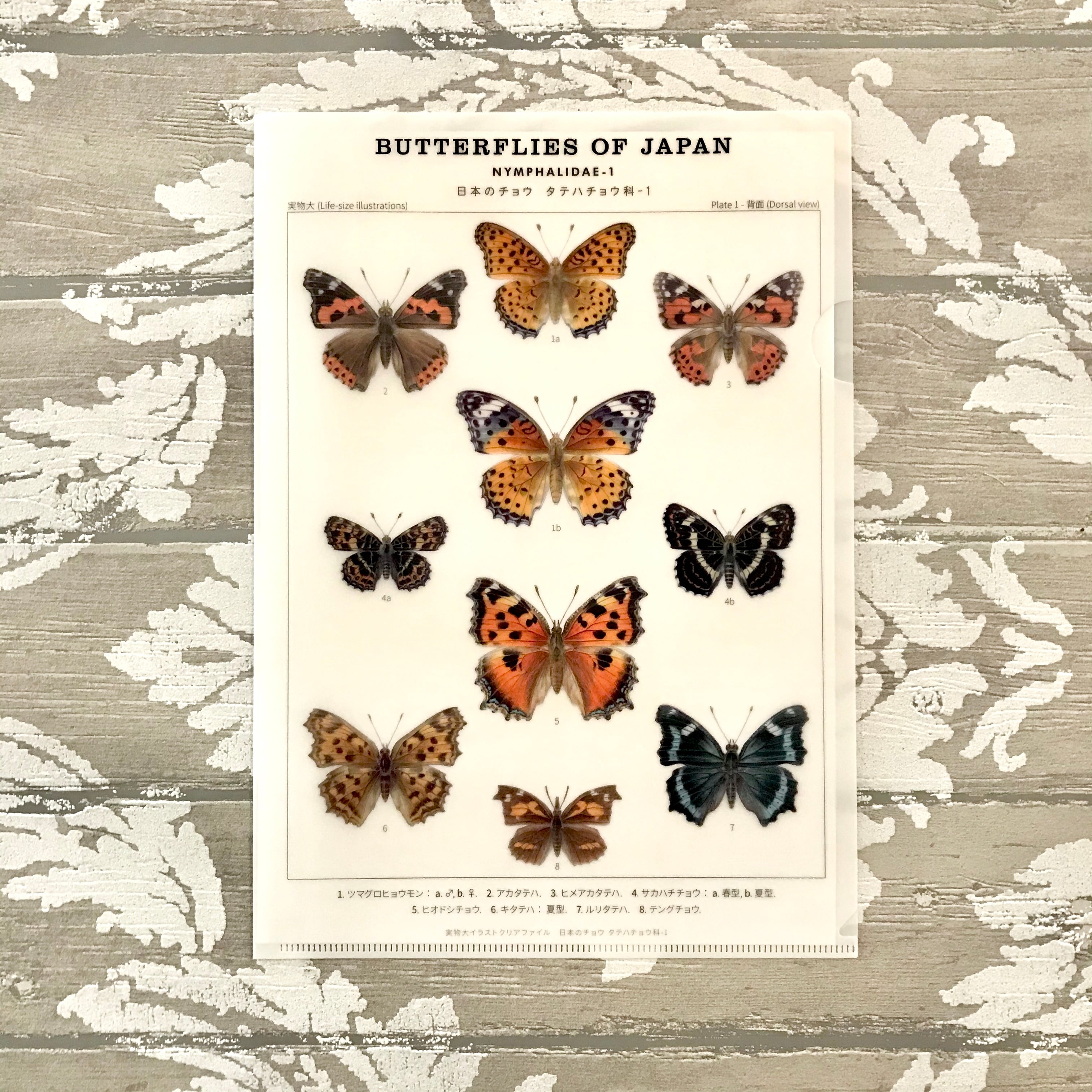 日本のチョウ タテハチョウ科 クリアファイル | アトリエリジッタ