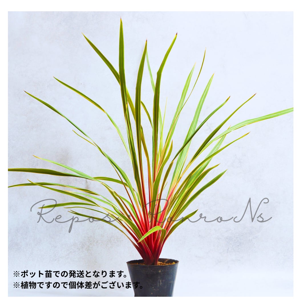 コルジリネ マジックスター(4号)新品種 日本初上陸 コルディリーネ オージープランツ