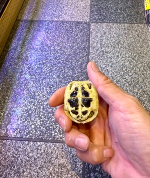 ヒガシヘルマンリクガメ・アルバニア血統（国内CB）