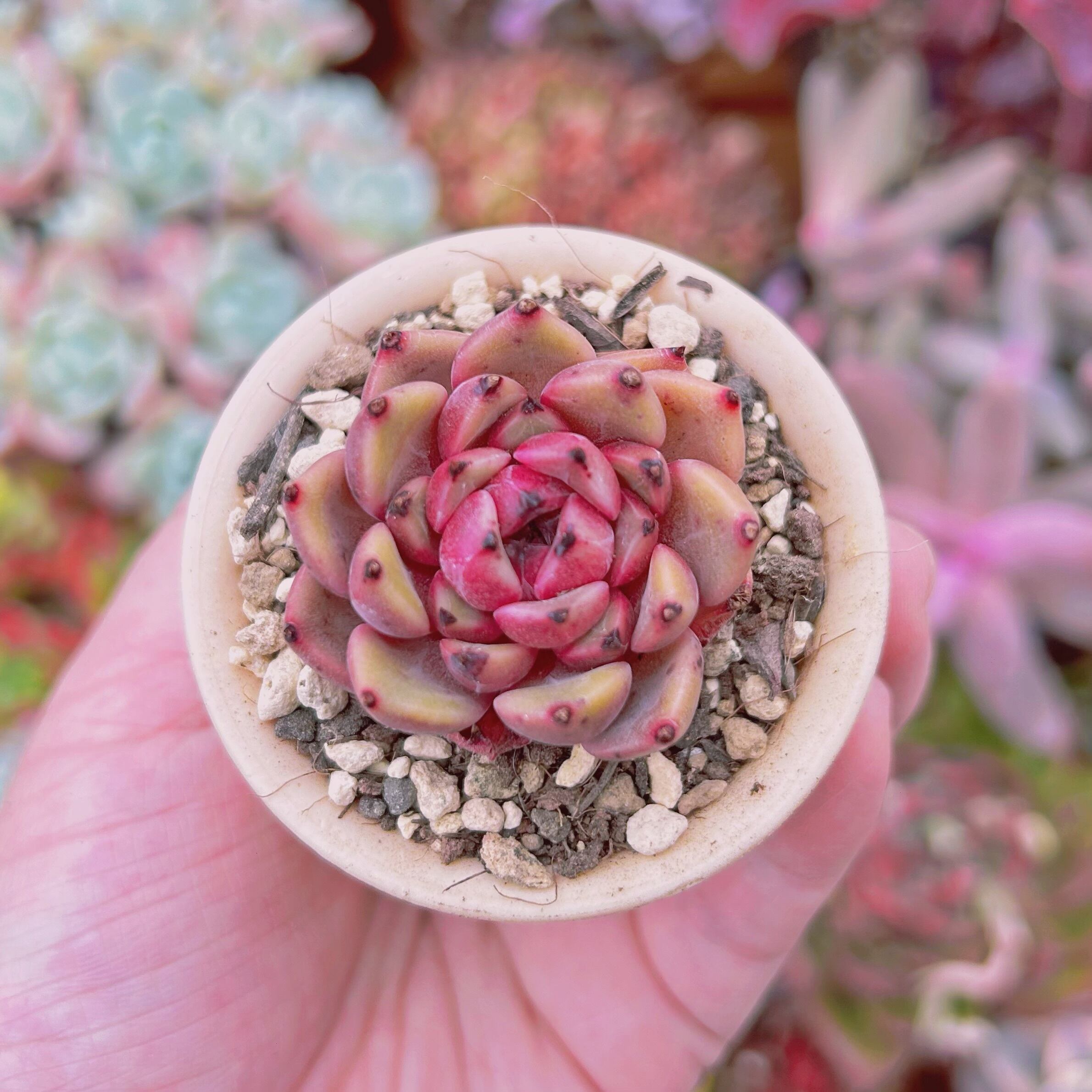 多肉植物　新品種　紫凰