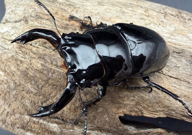 《レギウスオオツヤクワガタ 69mm ♂♀♀トリオ》