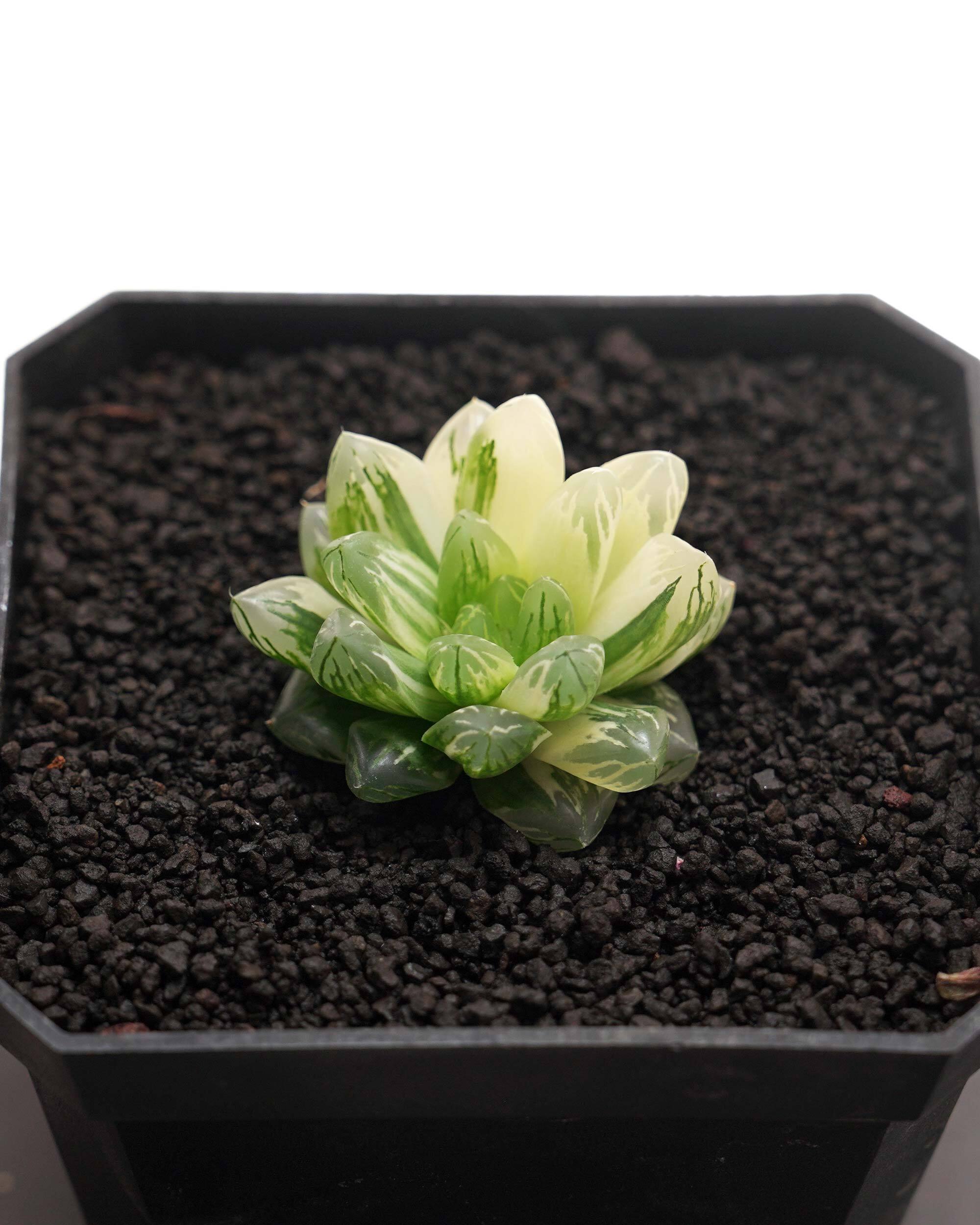 新鮮カット苗 オブツーサ錦 花火 上斑 限定1株 Haworthia 'Hanabi