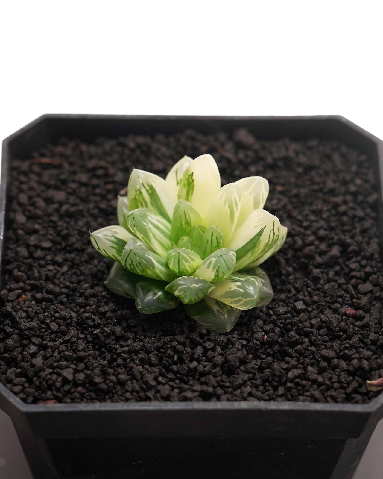 新鮮カット苗 オブツーサ錦 花火 上斑 限定1株 Haworthia 'Hanabi'