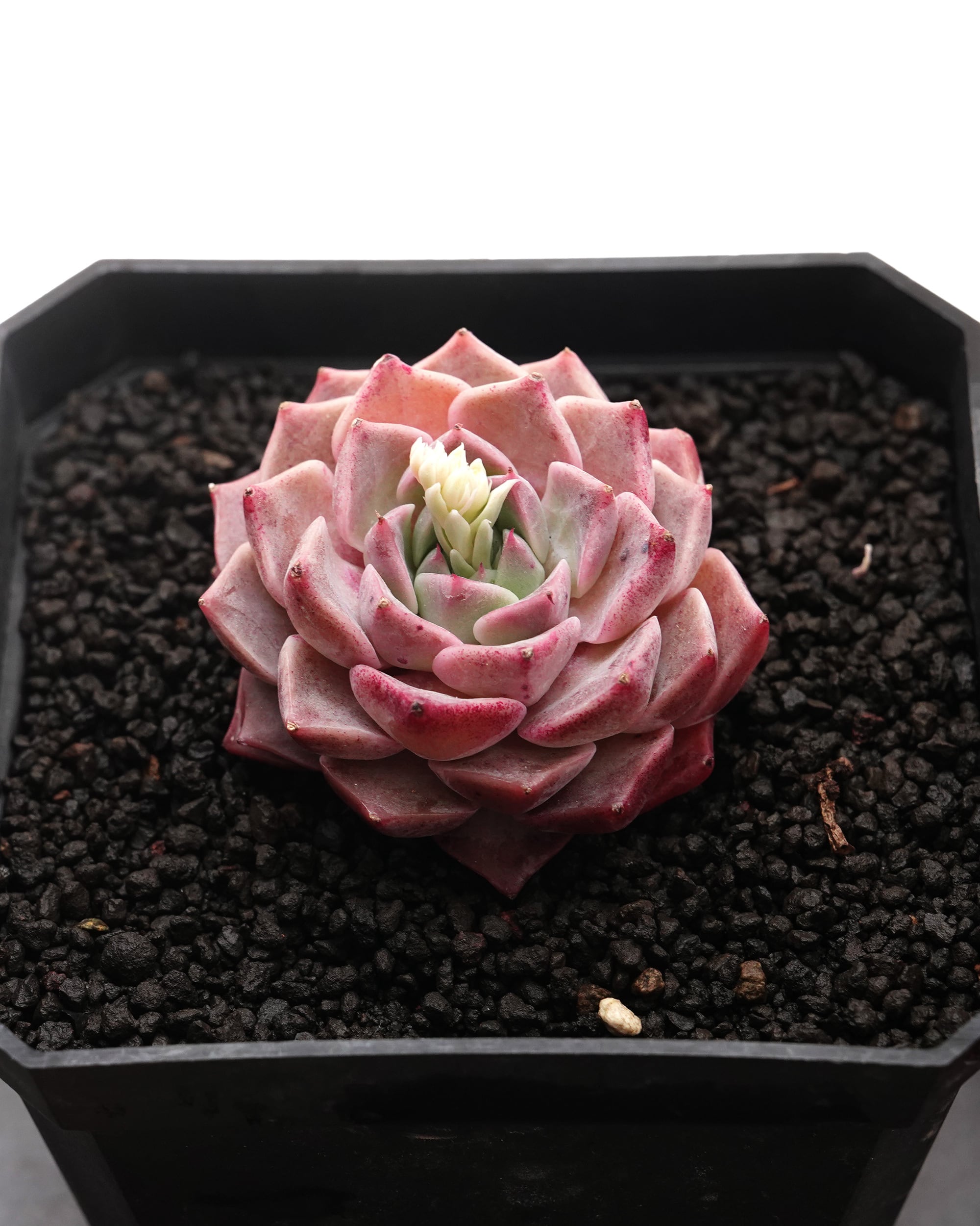 rrtページ ヒアリナ4種セット、エケベリアセット② カット苗 ヒアリナ Echeveria hyalina | PUKUBOOK SUCCULENTS