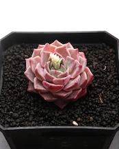 カット苗 ヒアリナ Echeveria hyalina