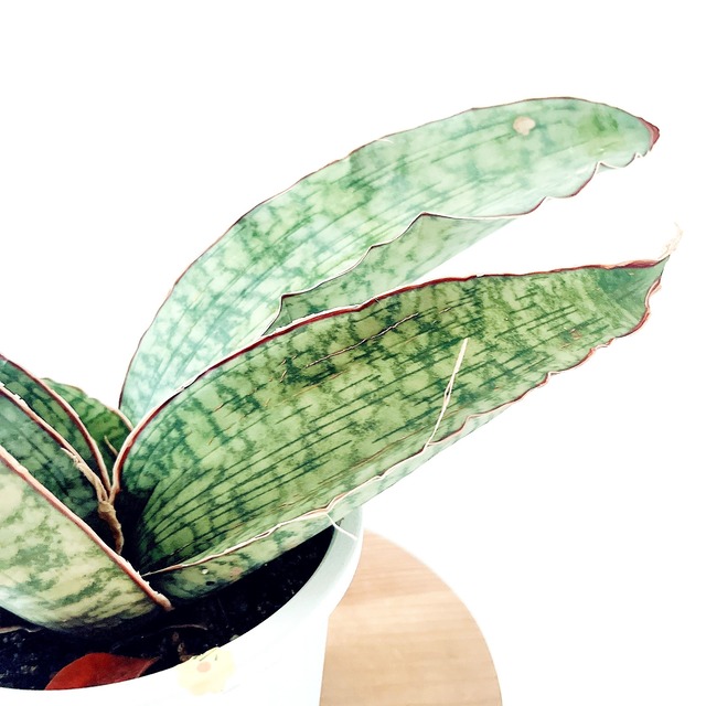 生きる彫刻 サンスベリア キルキーシルバーブルー 観葉植物 calm cafe