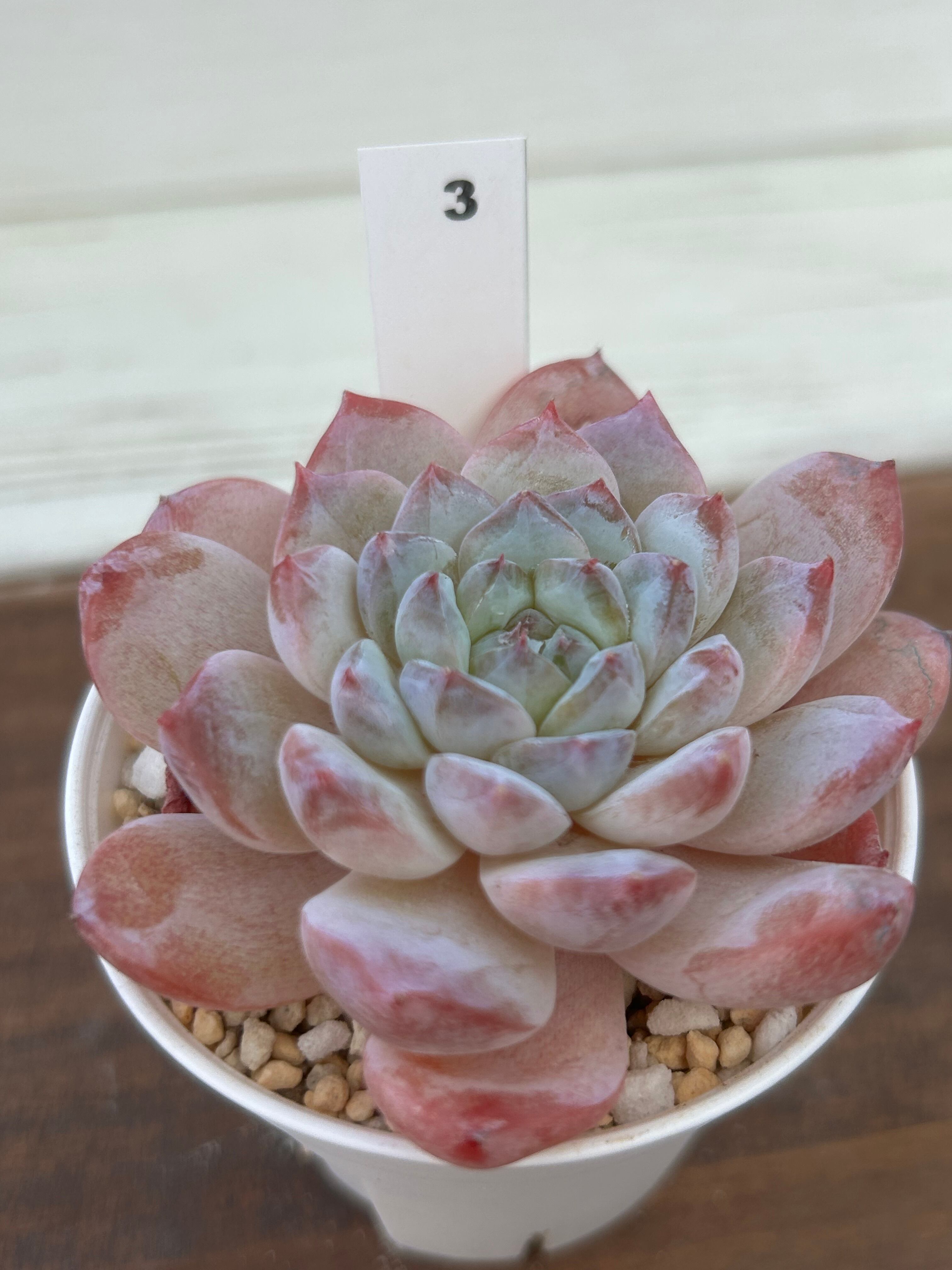 輸入苗 ☆ピュアラブ × アイス No.3