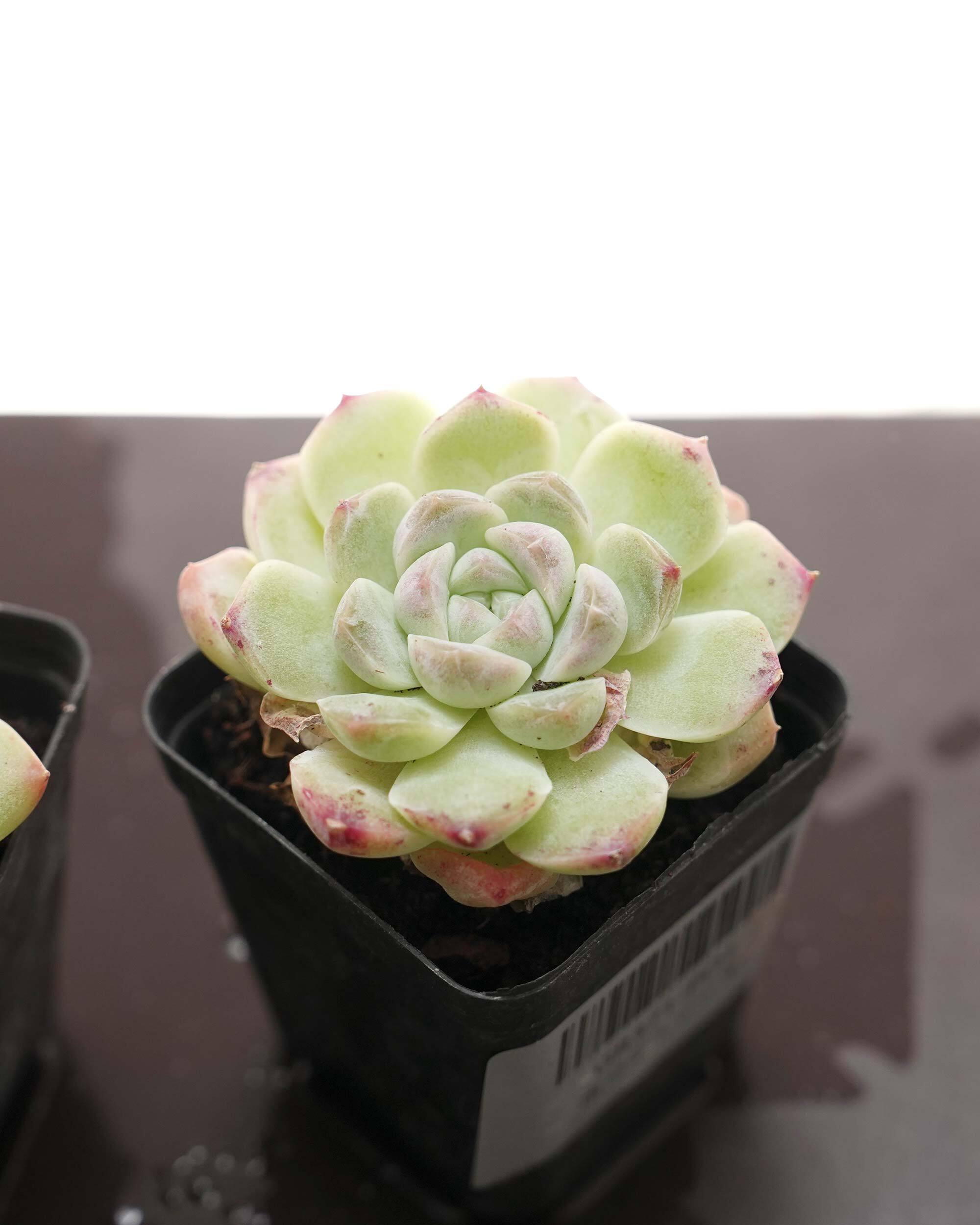 抜き苗 ホワイトソーダ Echeveria 'White Soda' | PUKUBOOK SUCCULENTS