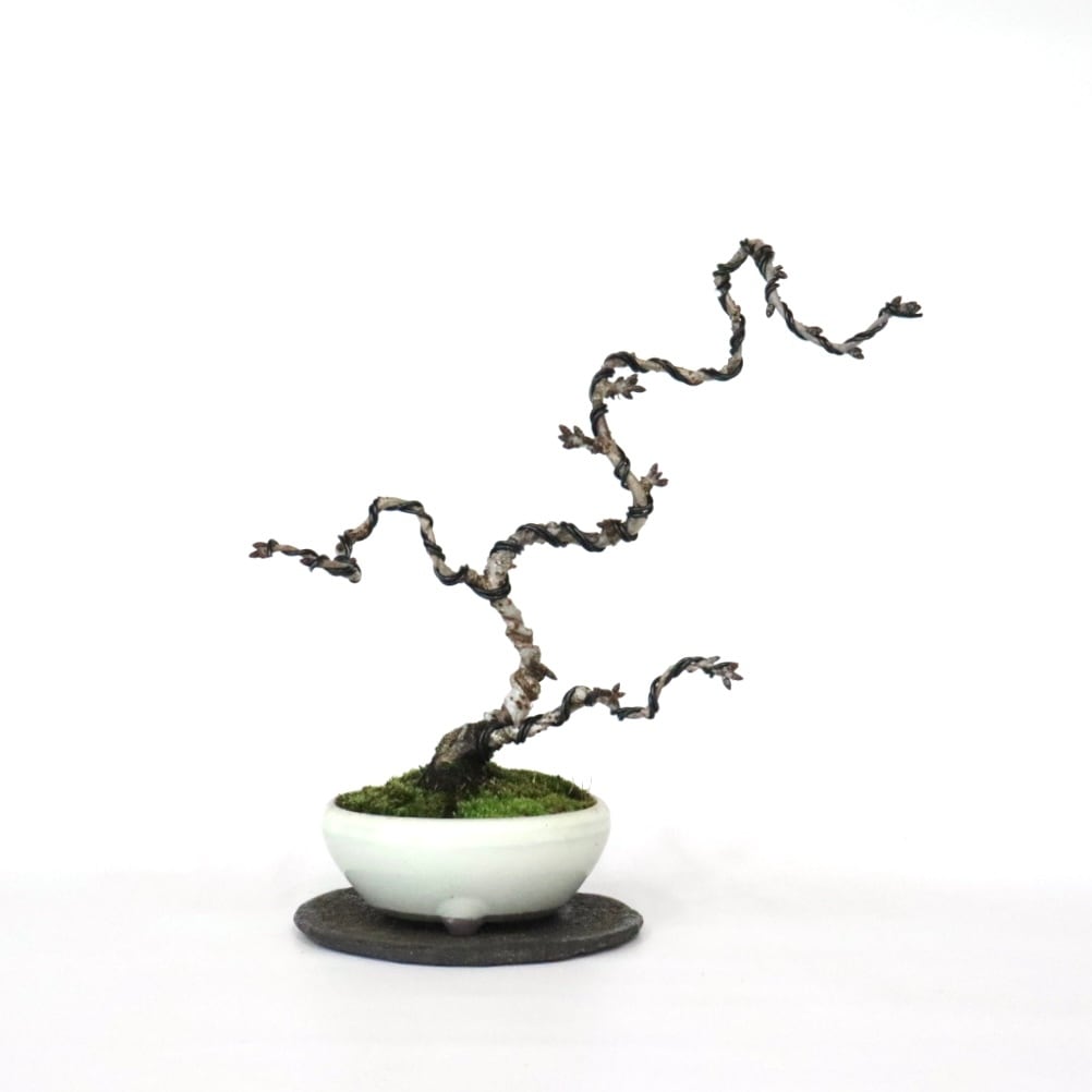 樹高17㎝　ハウチワカエデ　小品　盆栽　真柏　黒松　五葉松　桜　薔薇　オリーブ 小品 真柏の盆栽を販売｜盆栽妙 – 盆栽妙 本店