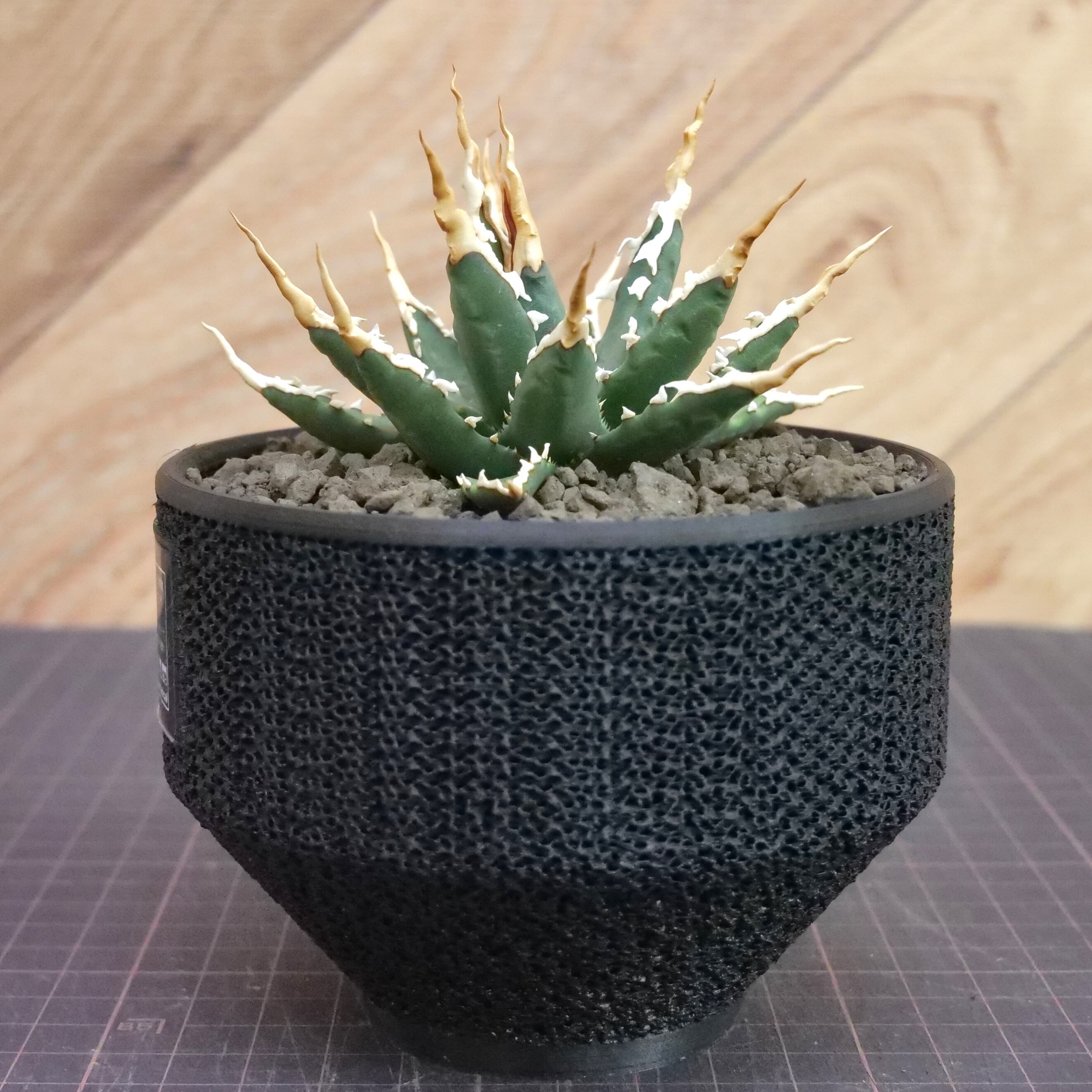 Agave utahensis eborispina アガベ エボリスピナ（実生3年） / 中株