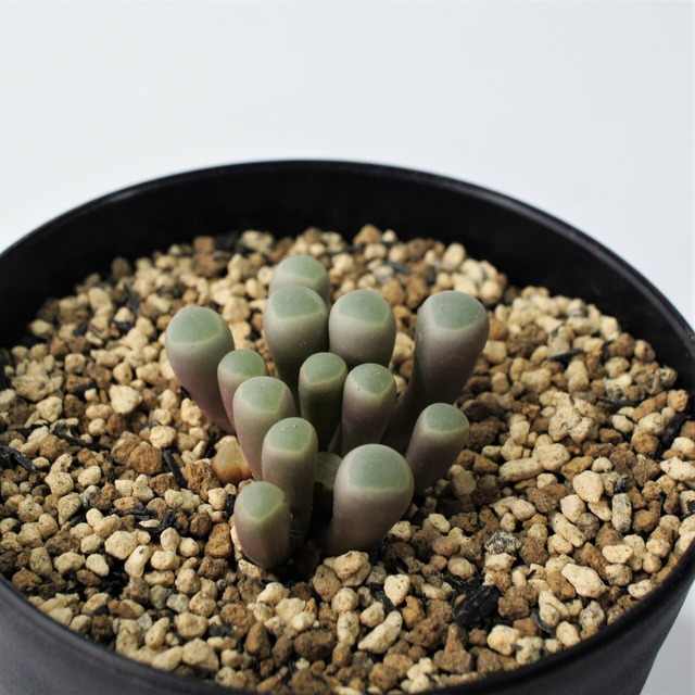 実生 フェネストラリア 五十鈴玉 メセン 多肉植物 多肉植物メインの植物店 Succulents Plants Gemmafolia 実生 フェネストラリア 五十鈴玉 メセン 多肉植物 多肉植物メインの植物店 Succulents Plants Gemmafolia