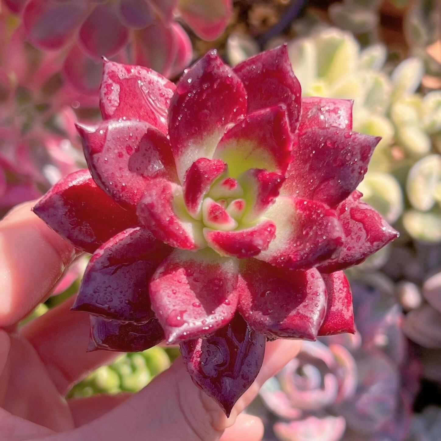 多肉植物 レッドプラム 新入荷 るる農園 | るる農園~多肉植物専門 多肉植物 レッドプラム 新入荷 るる農園 | るる農園~多肉植物専門