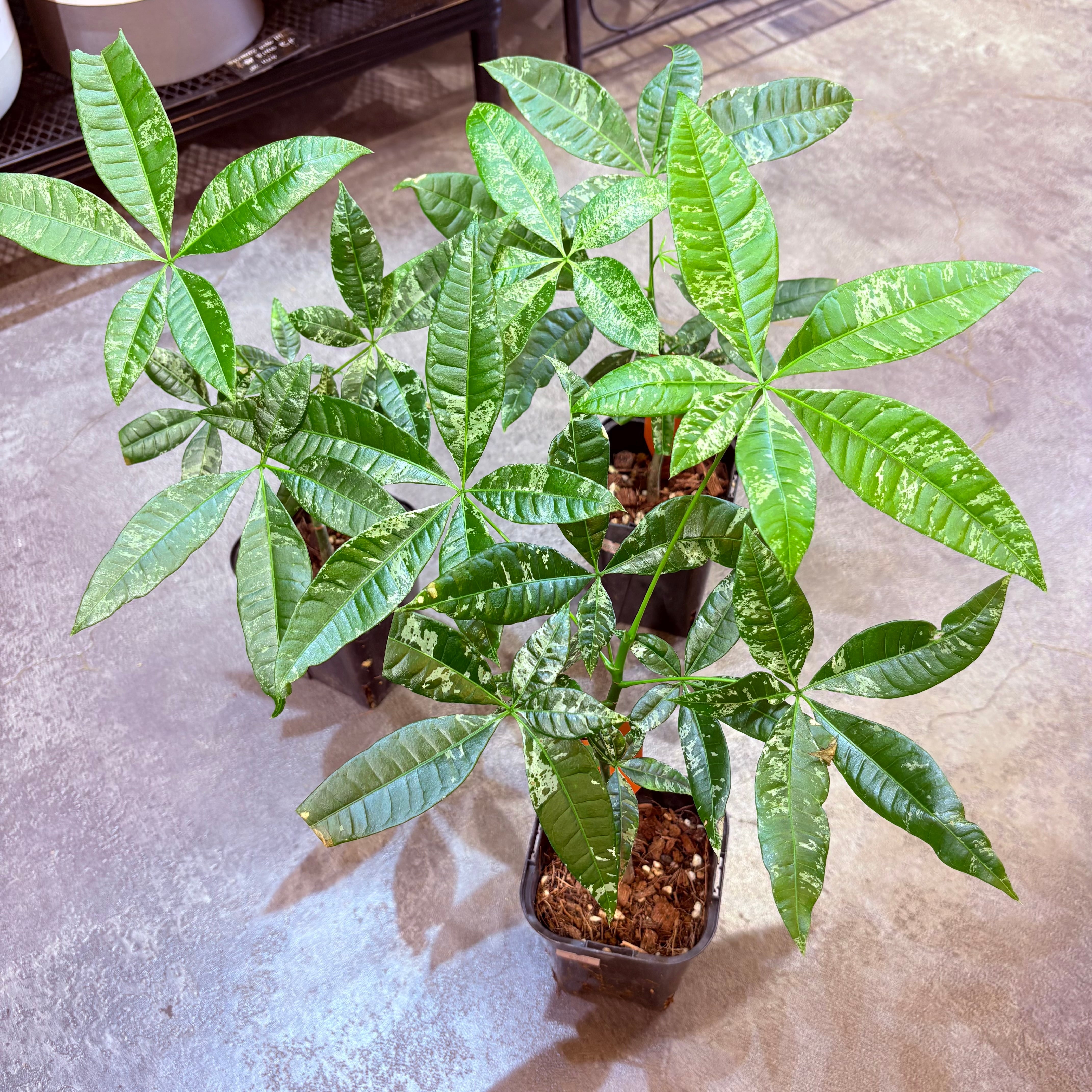 【実生】 パキラ 斑入り　４号サイズ パキラ 実生斑入り 4号 | Green Vibes 宇都宮市の観葉植物専門店