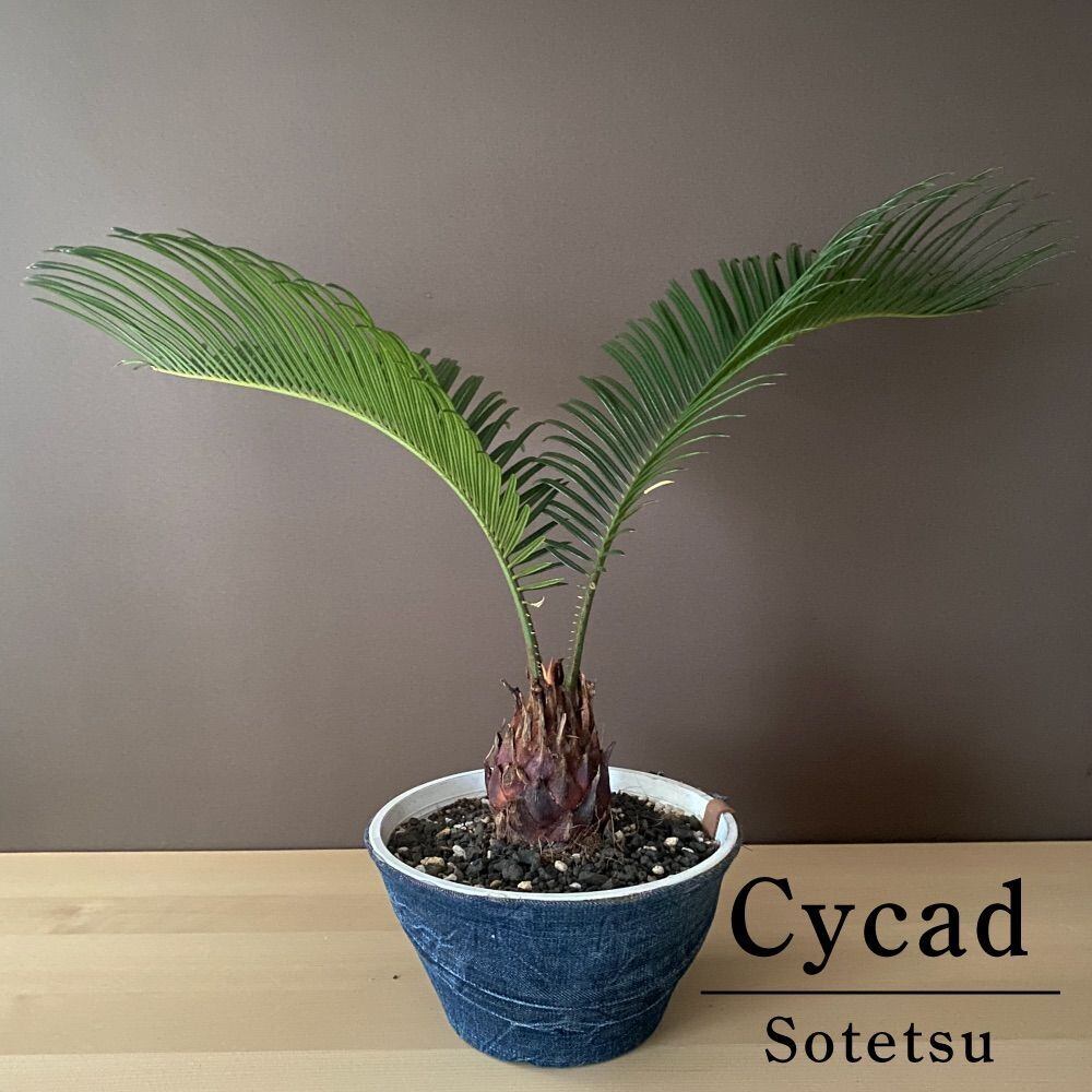 ソテツ 幹高:約90cm