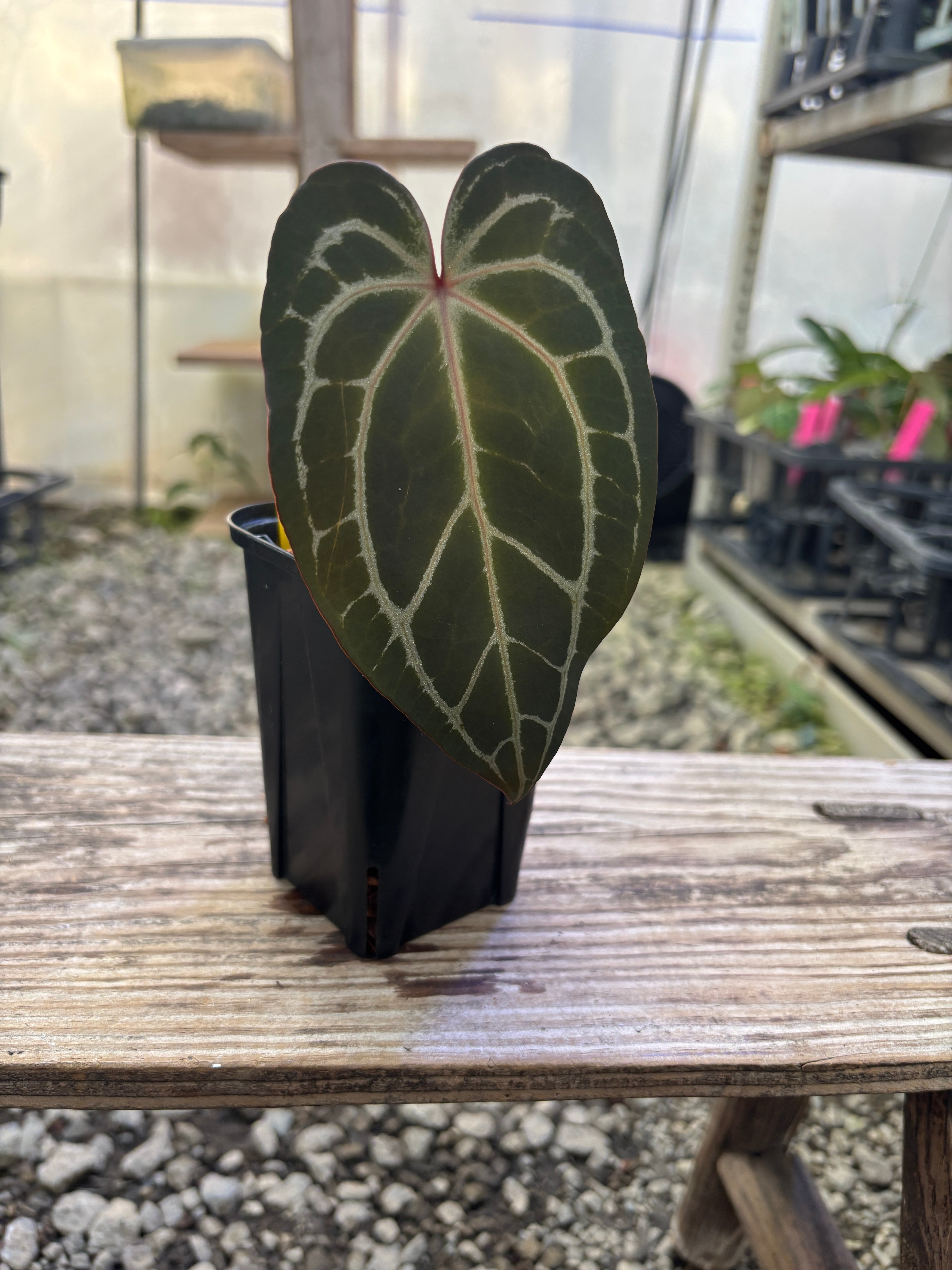 Anthurium | BALI-AN 園芸