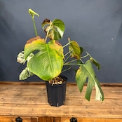 【クリアランス】モンステラ ホワイトタイガー (ボルシギアナ)【836】