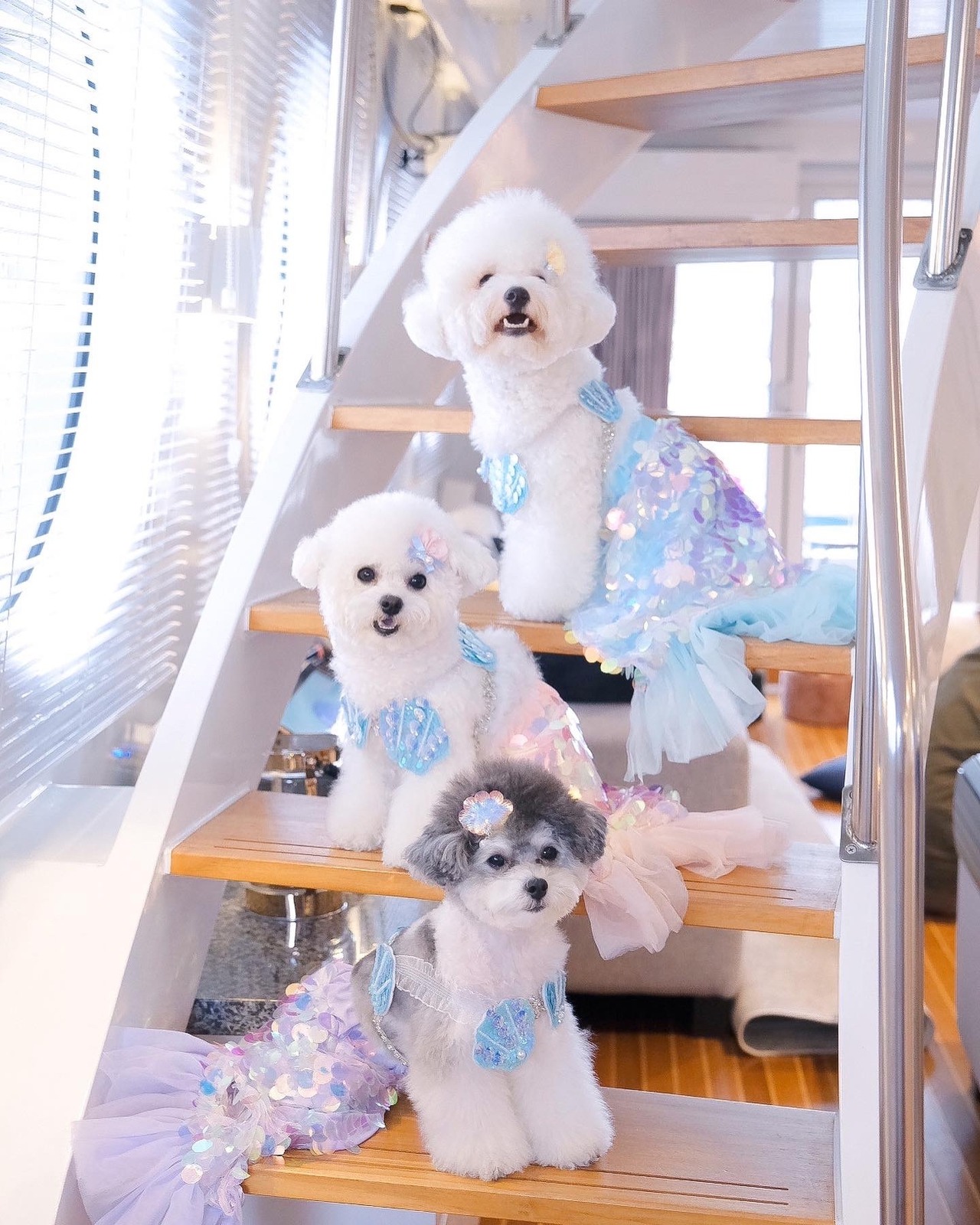 わんWANマーメイドトップス(上)