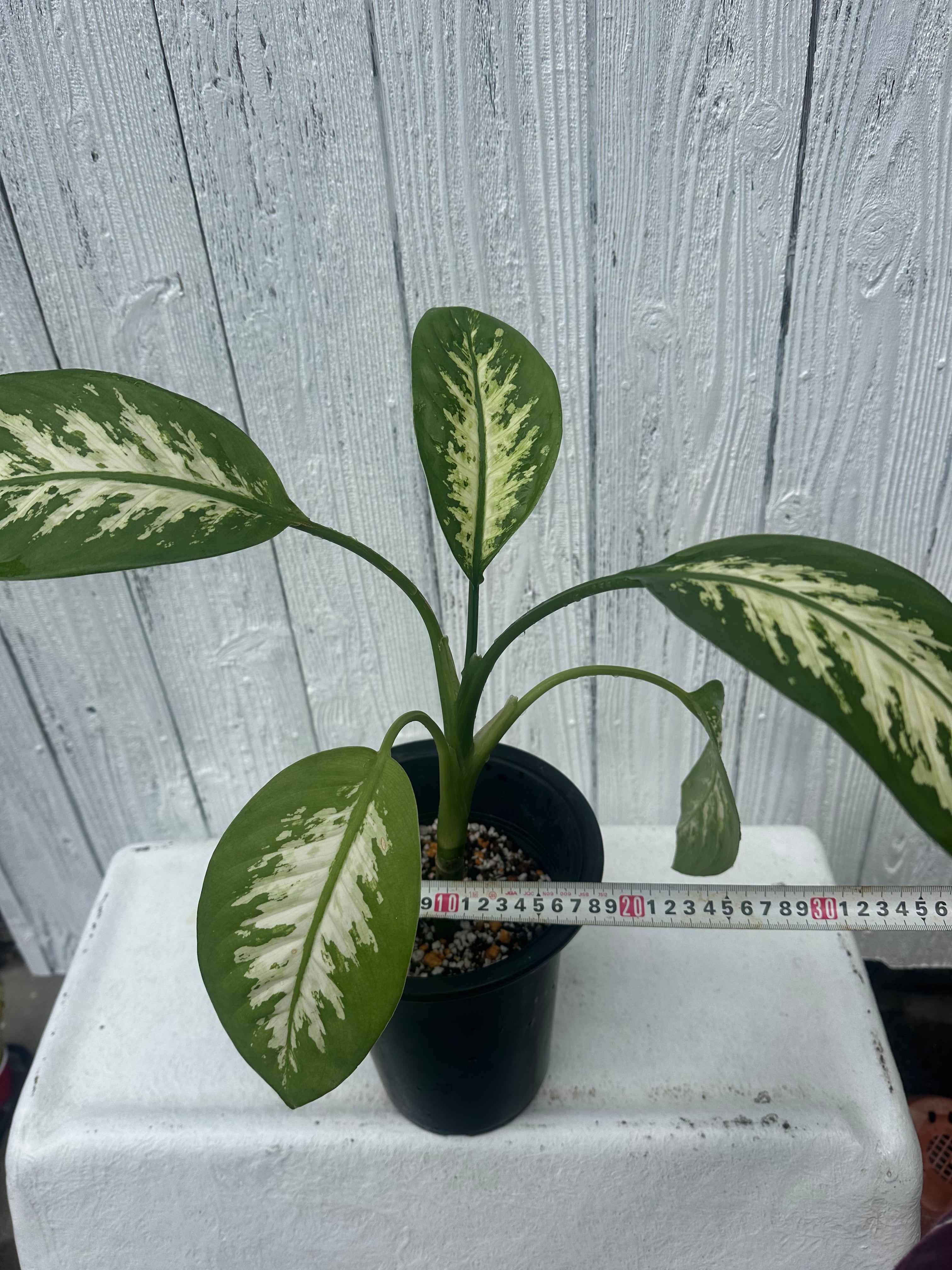 アロカシアヴェノム Alocasia Venom #v003 | トロピカルプランツ
