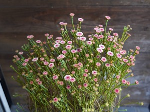 【現物】アクチノジウム　”シャトルデイジー”