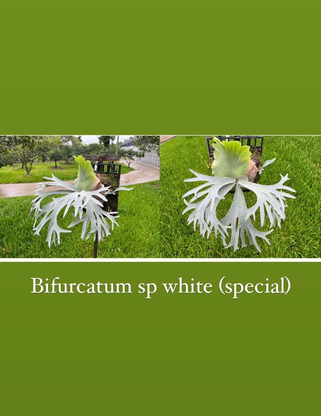 P. willinckii 'White Dress' 大株 現品 ビカクシダ P. willinckii 'White Dress' 大株 現品 ビカクシダ P. Willinckii