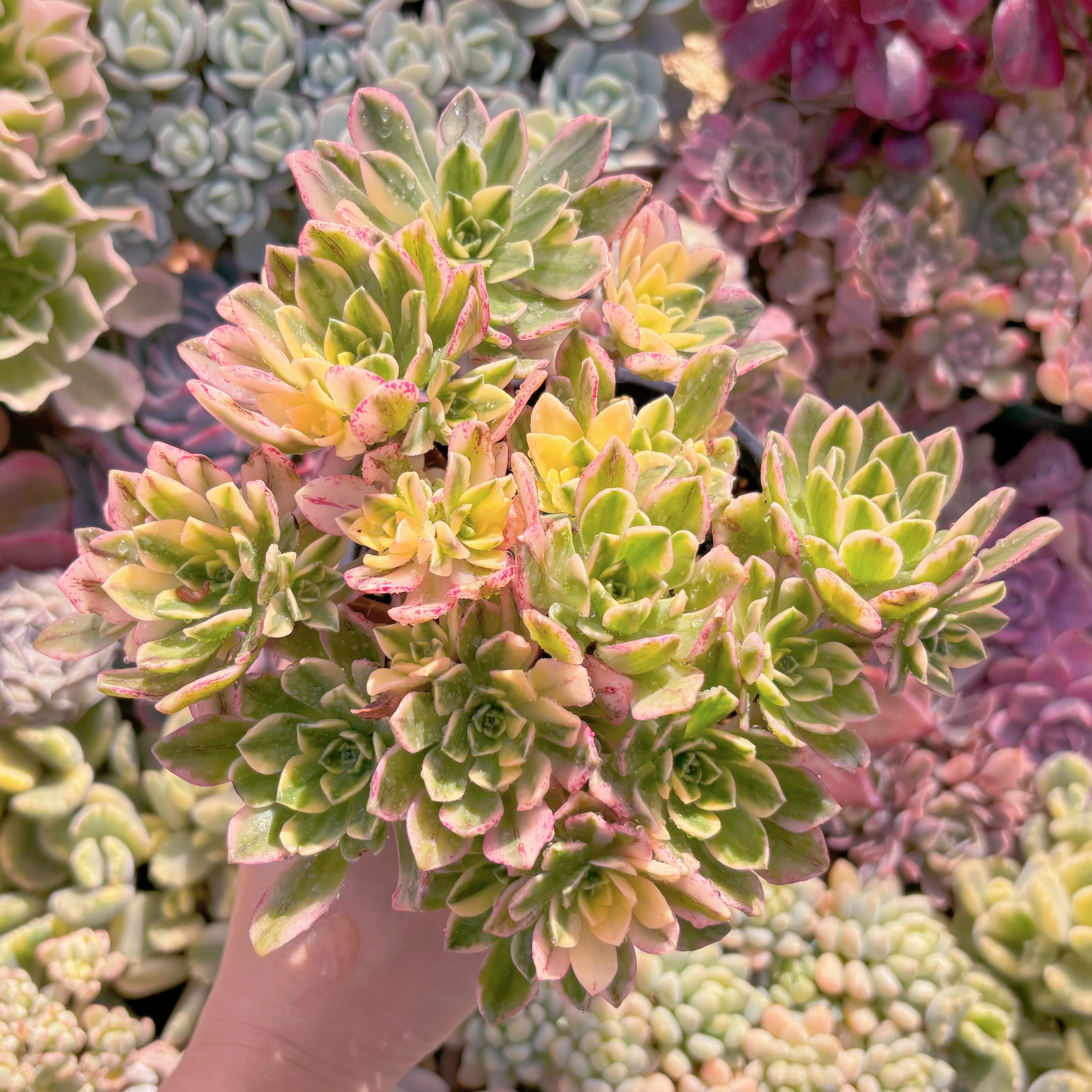 現品　sweet tea#3018　大群生　るる農園