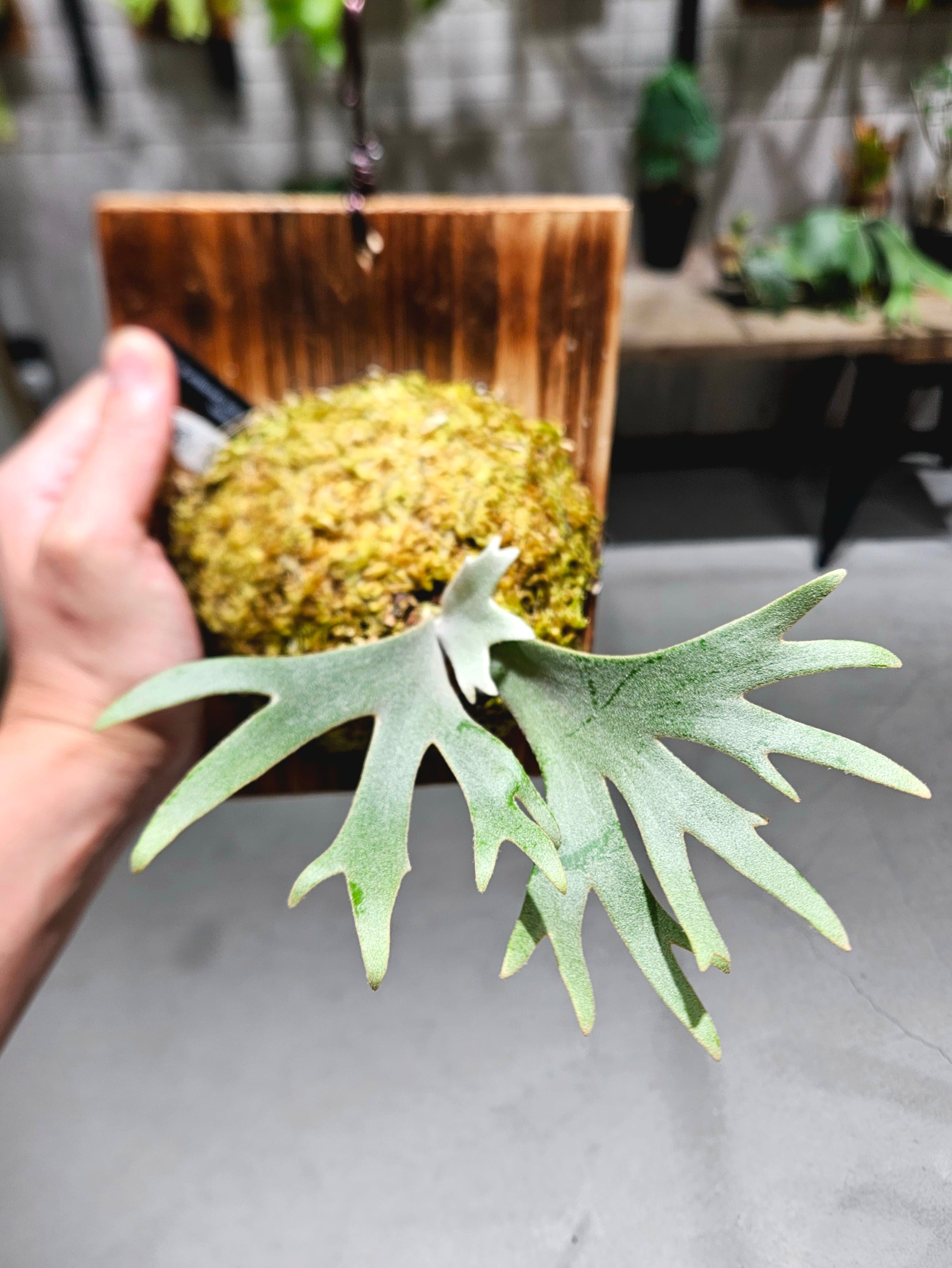P.willinckii Jade Girl Sporelings Select【artPLANTs/PLANTS GARAGE 